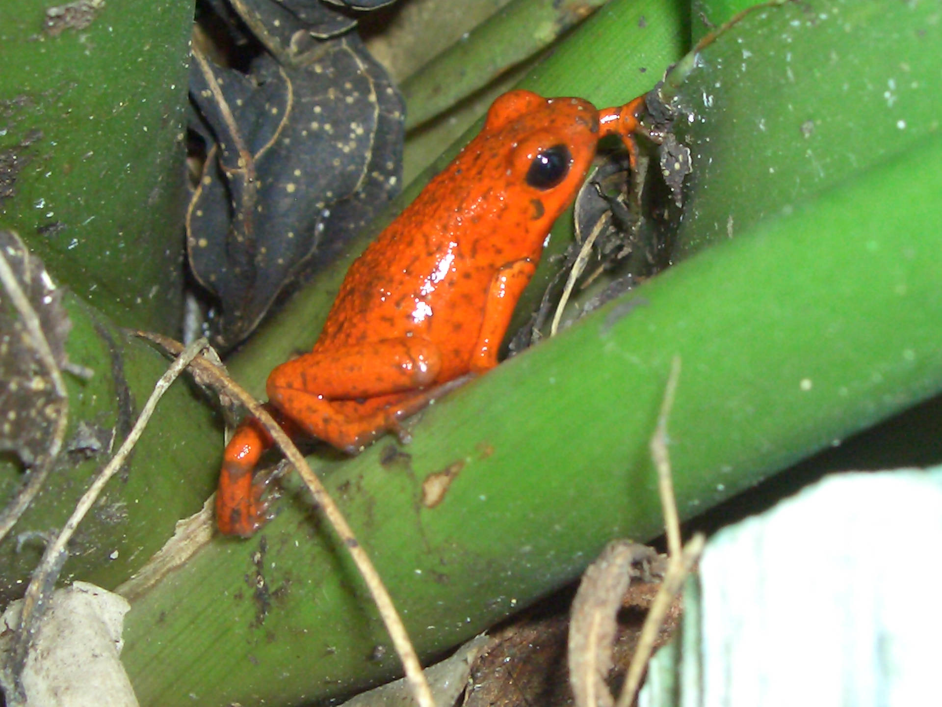Cute Frog With Bright Orange Skin Background