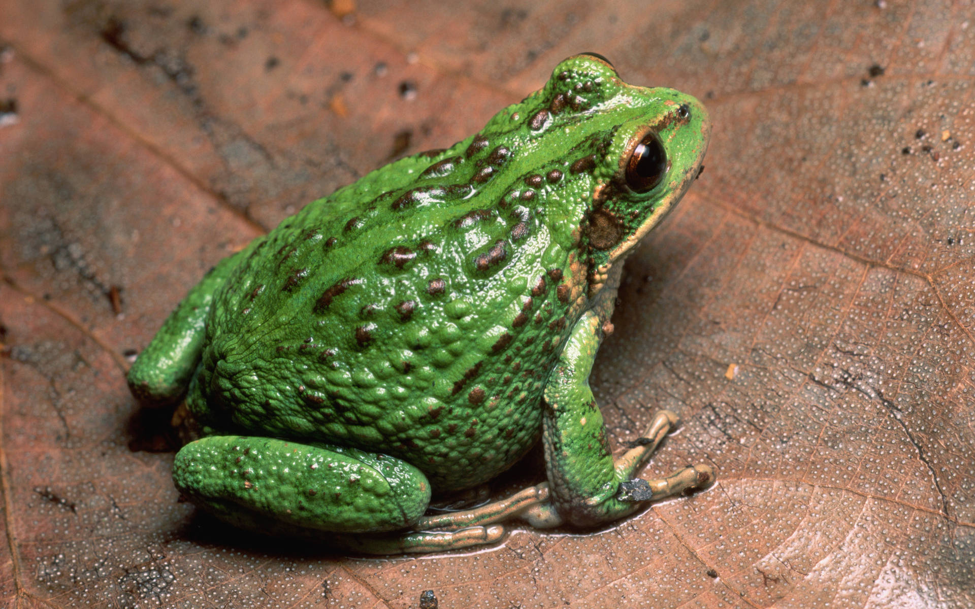 Cute Frog With Bumpy Green Skin Background