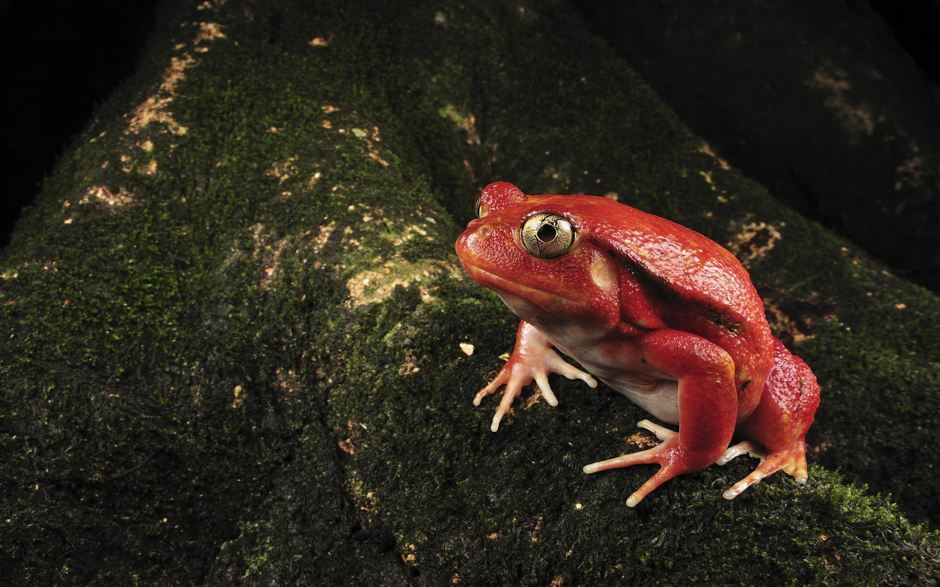 Cute Frog With Red Skin Background