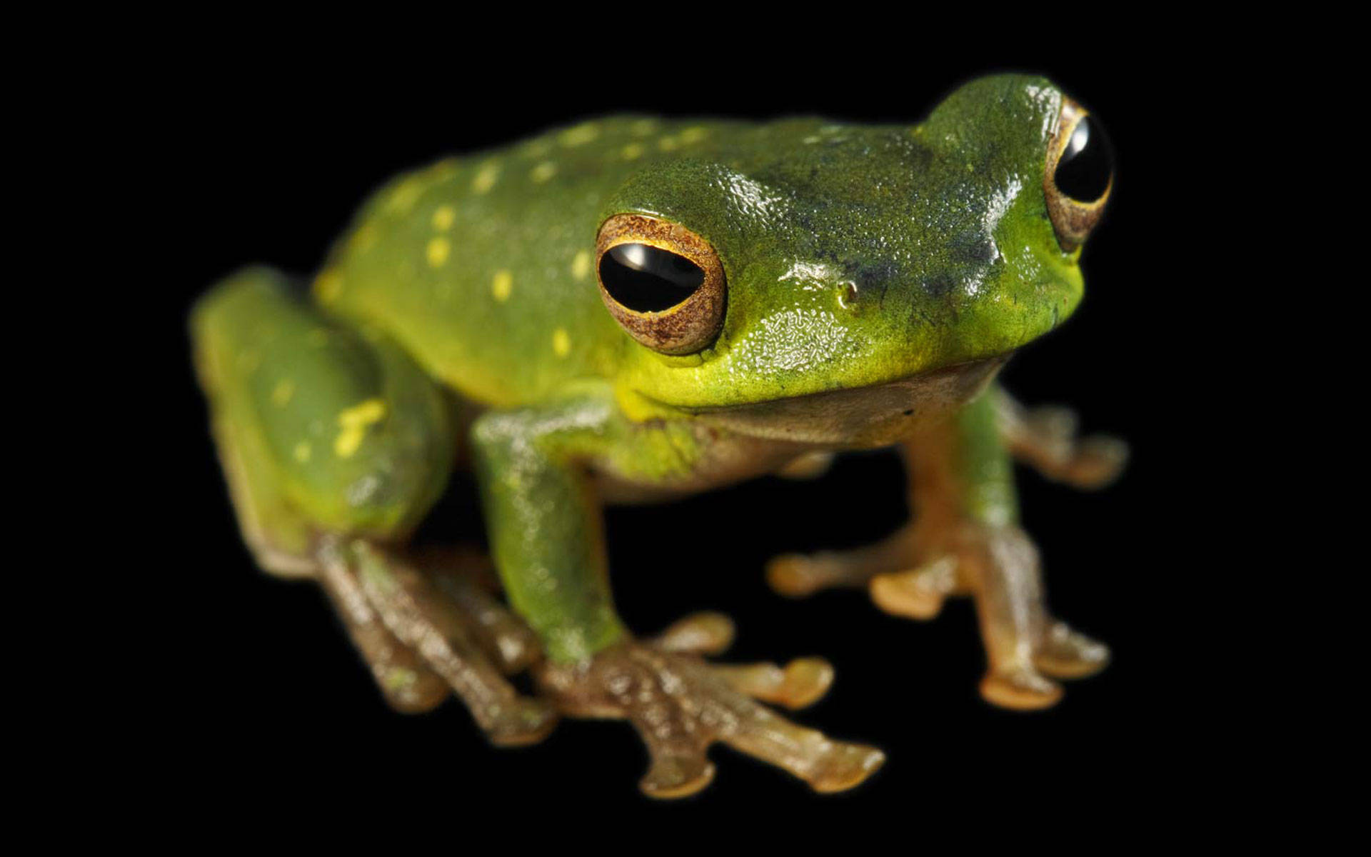 Cute Frog With Shiny Green Skin Background