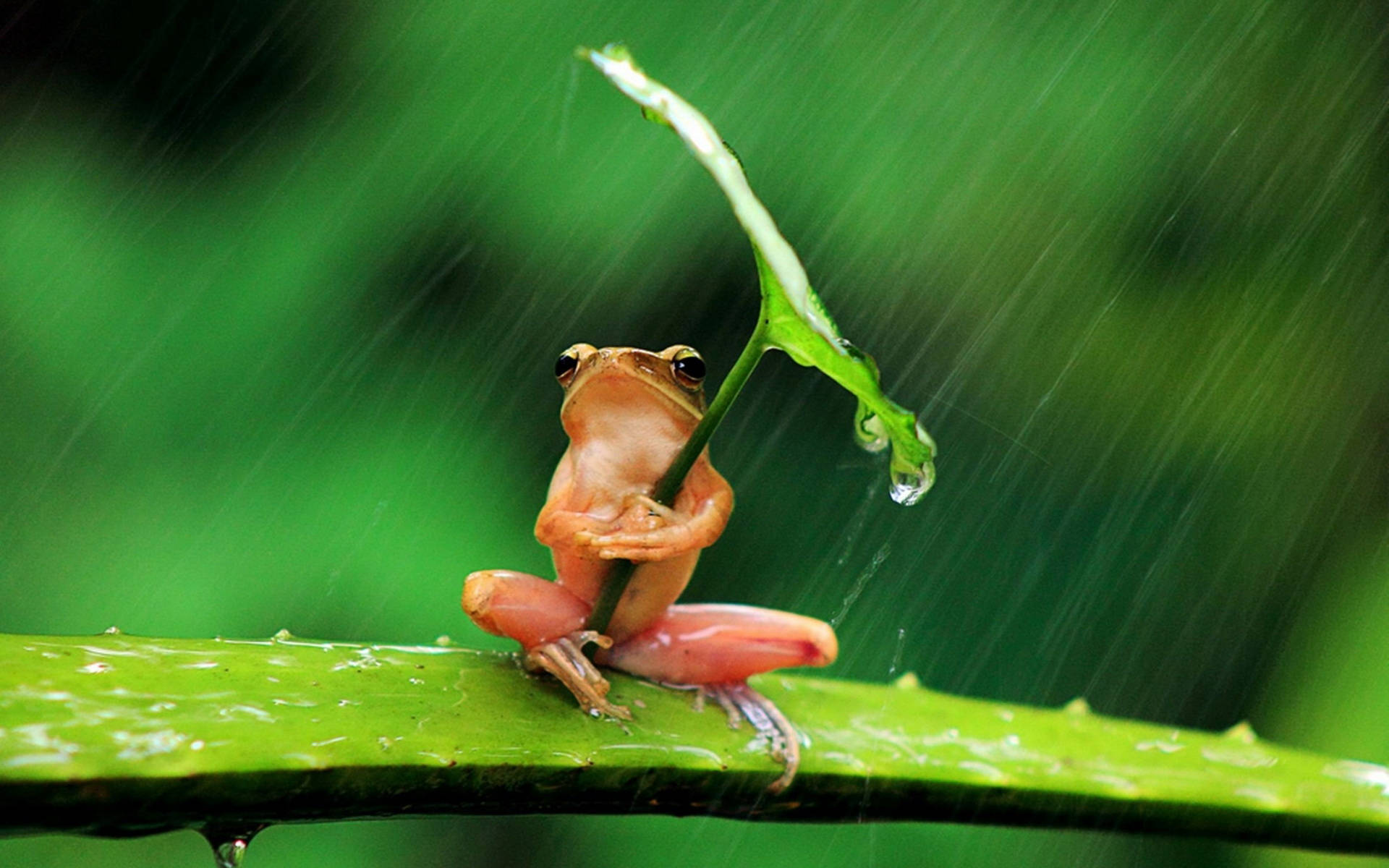 Cute Frog With Umbrella Leaf Background