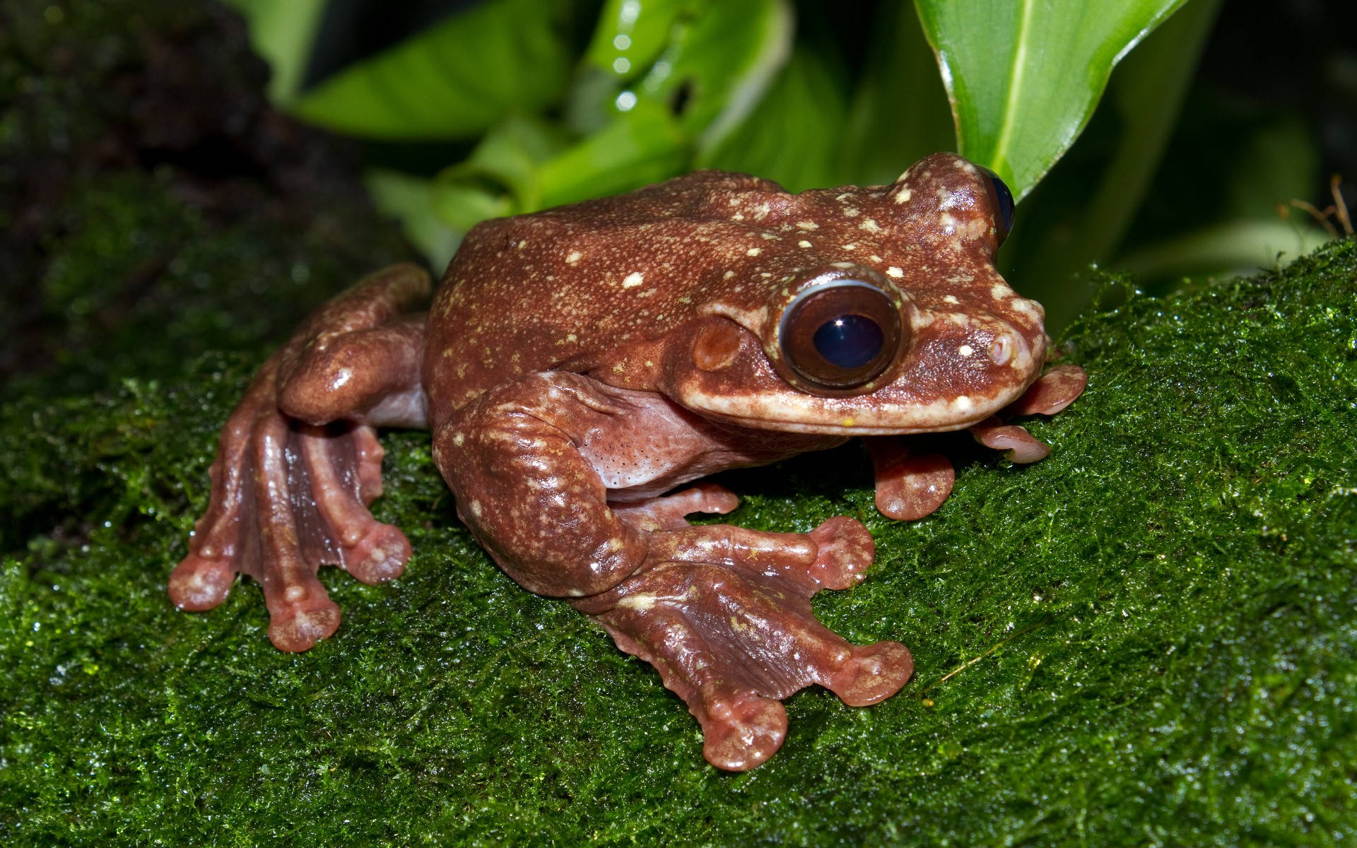 Cute Frog With Webbed Feet Background