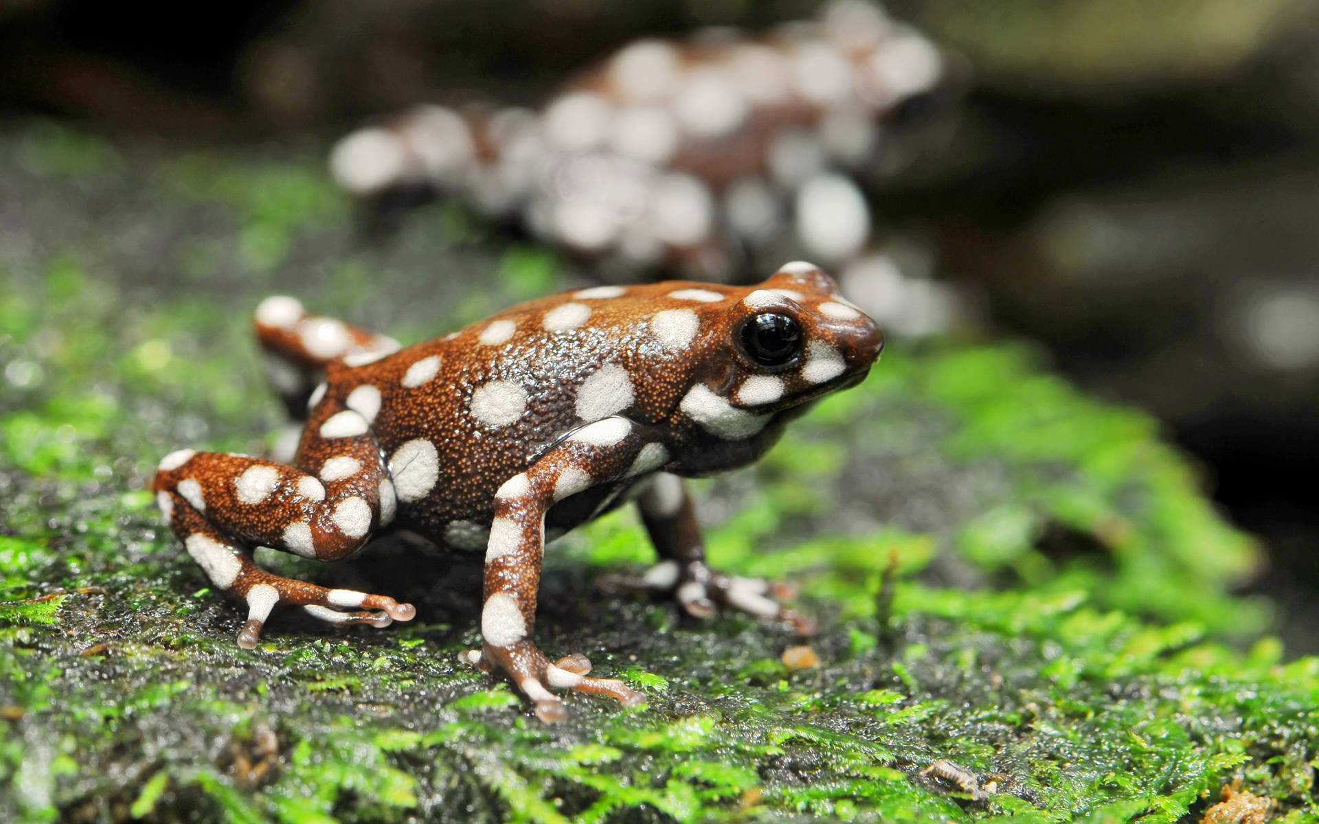 Cute Frog With White Dots Background