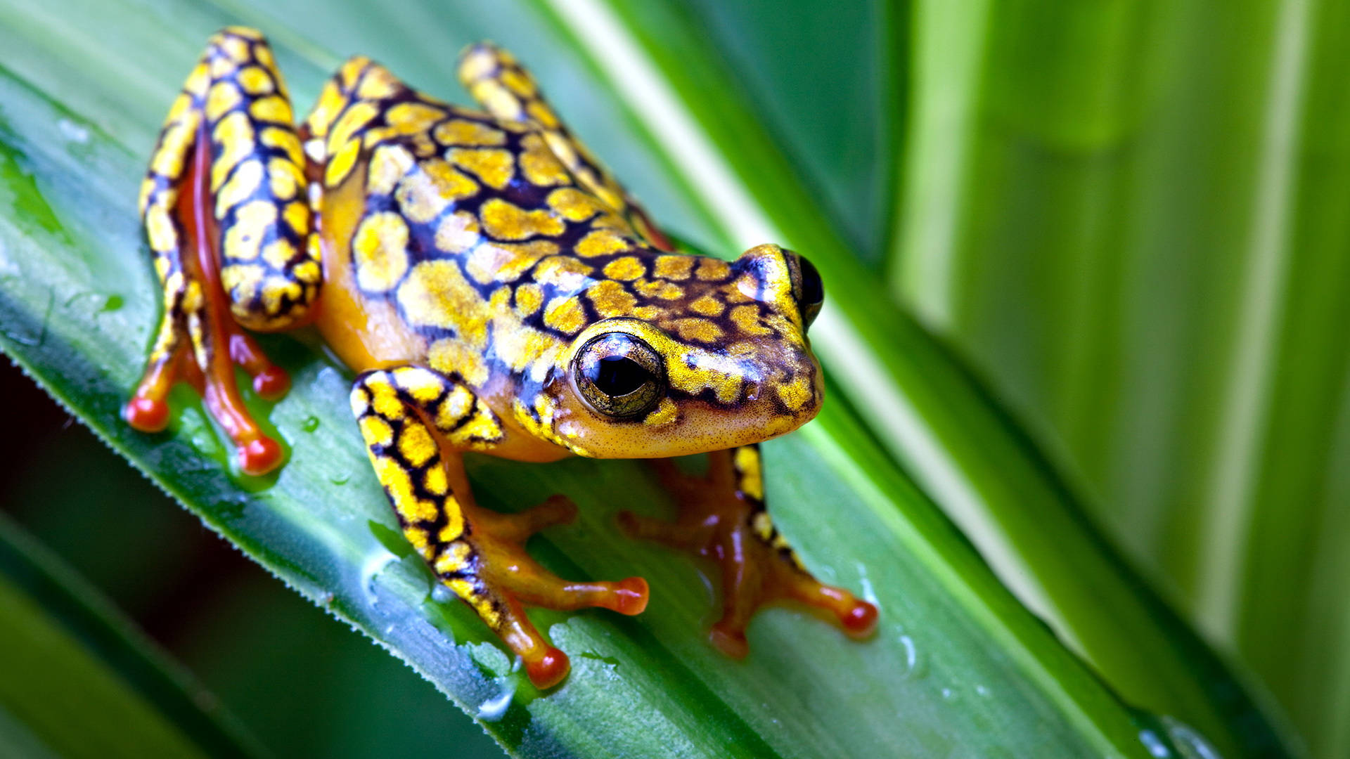 Cute Frog With Yellow Dots Pattern Background