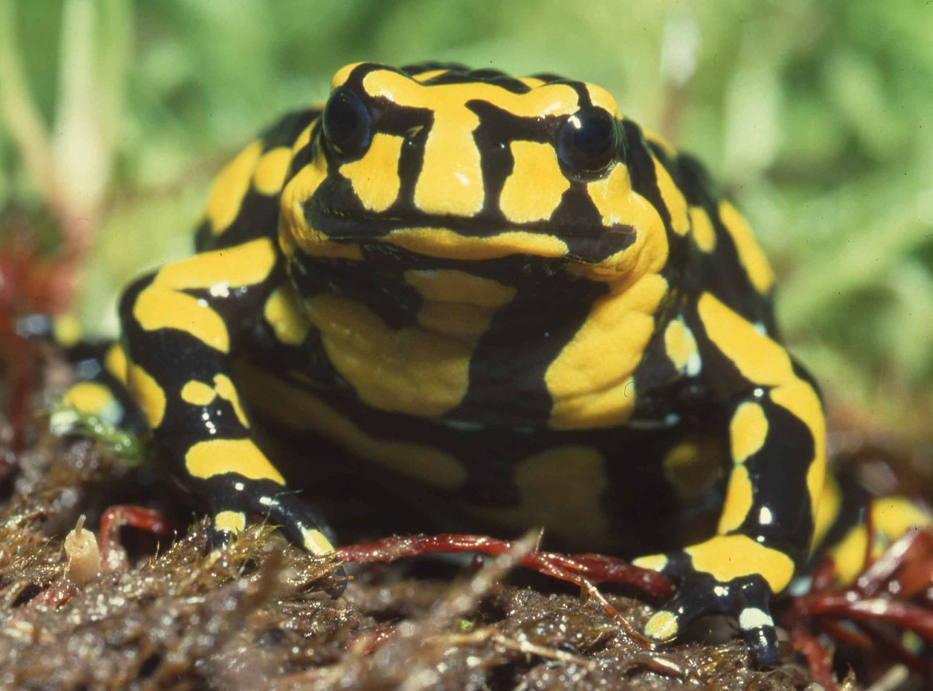 Cute Frog Yellow And Black Patterns Background