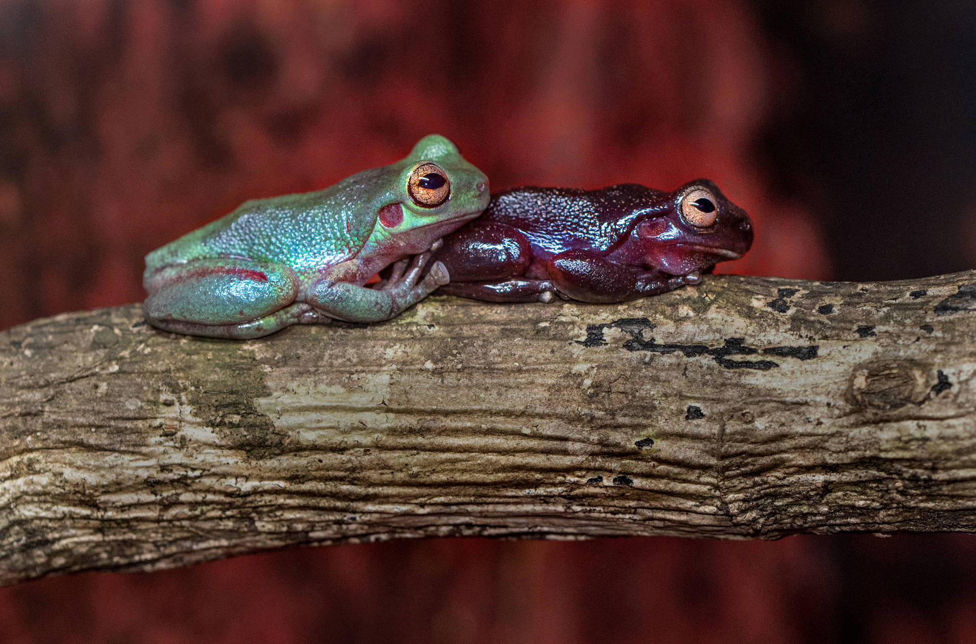 Cute Frogs Green And Red Skin Background