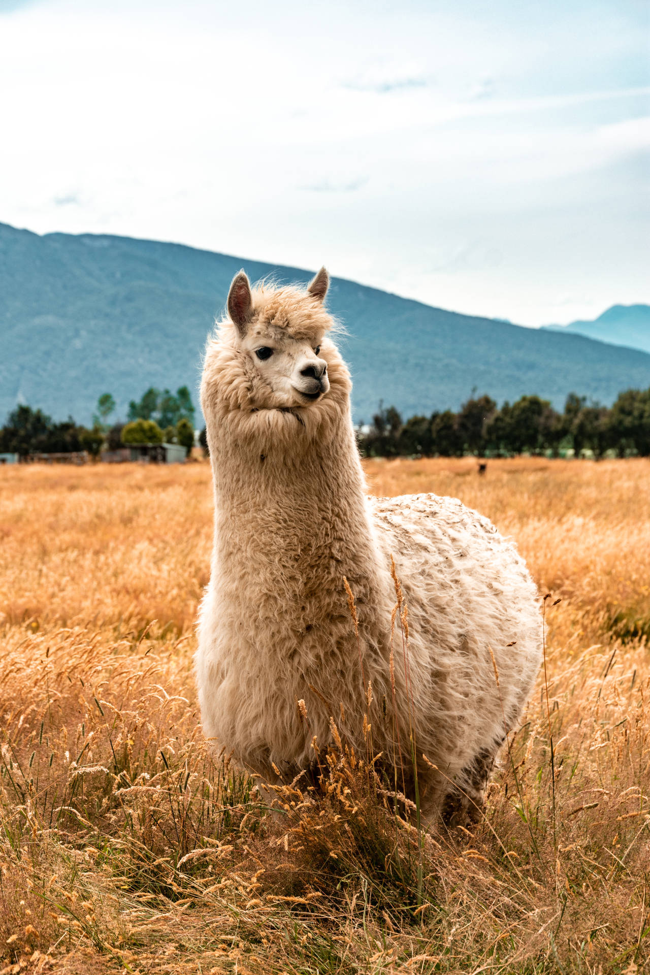 Cute Furry Llama Portrait Background