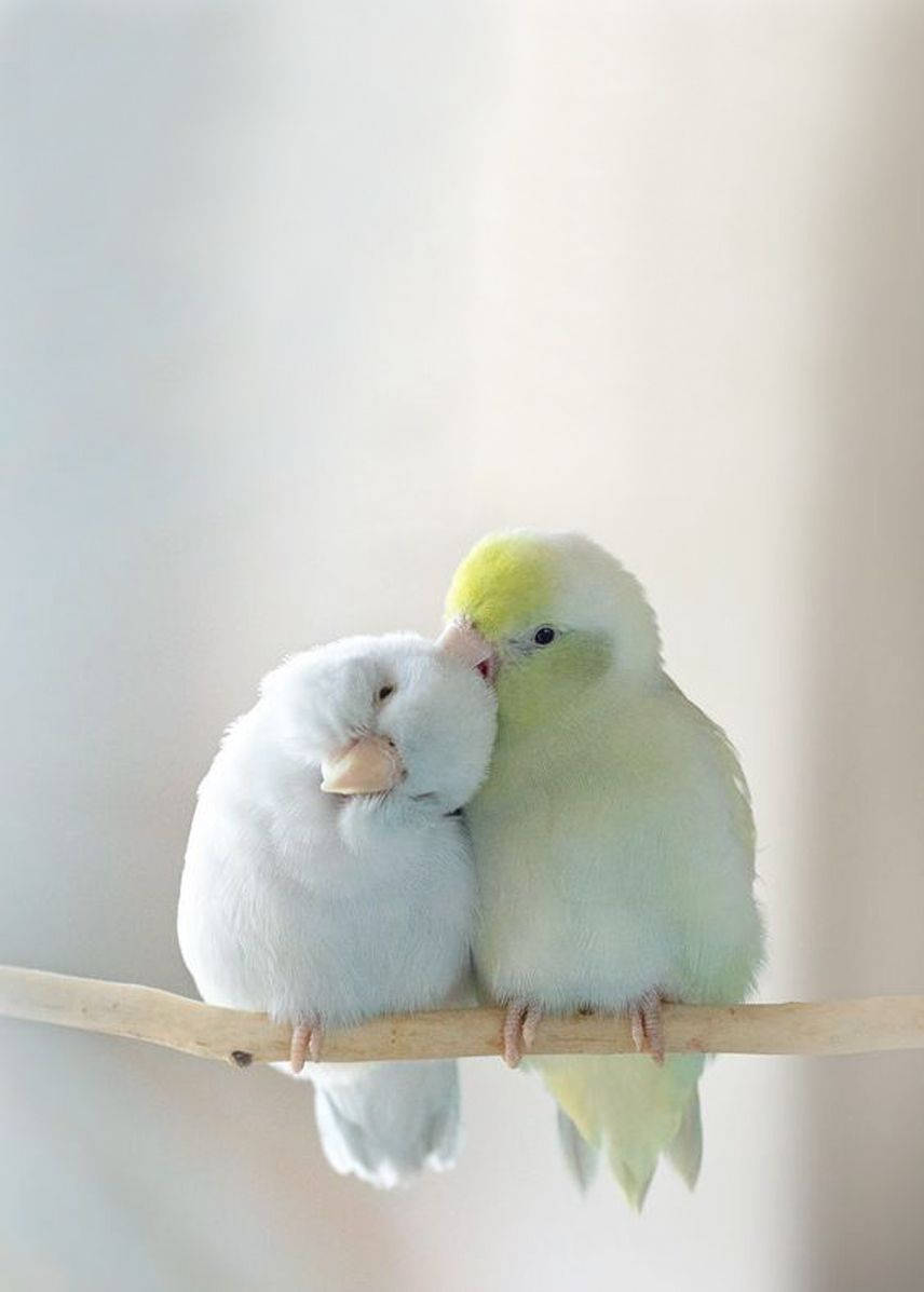 Cute Fuzzy Love Birds Background