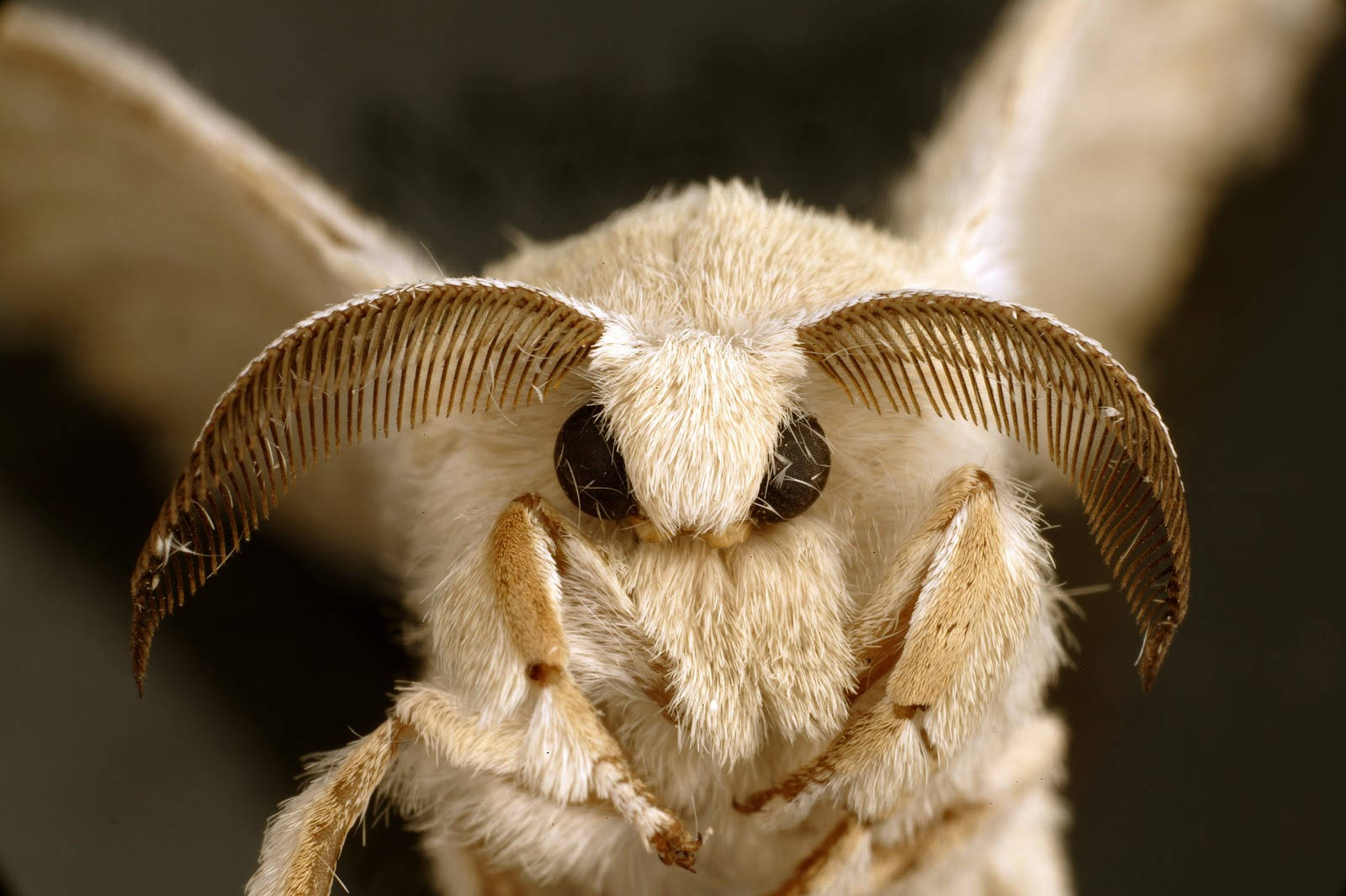 Cute Fuzzy White Poodle Silkmoth Background