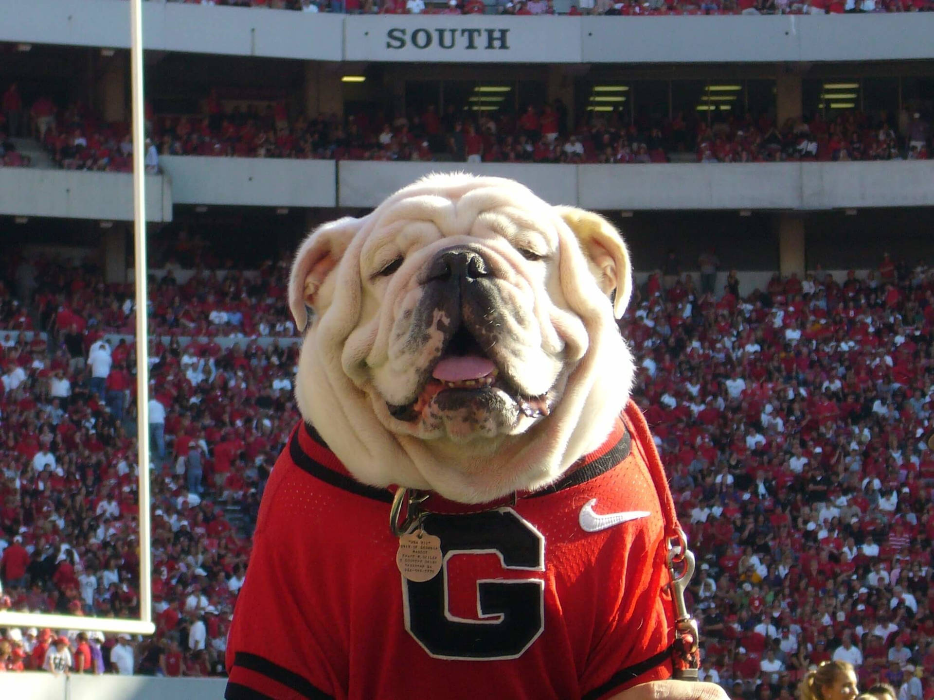 Cute Georgia Bulldogs