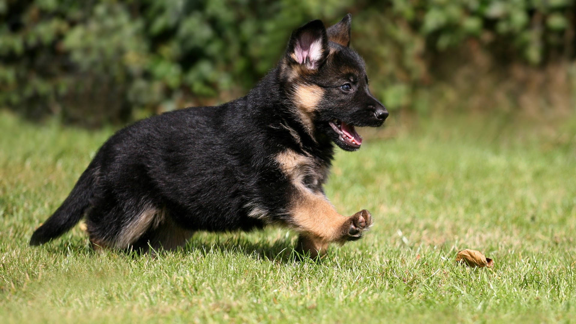 Cute German Shepherd Puppy Background