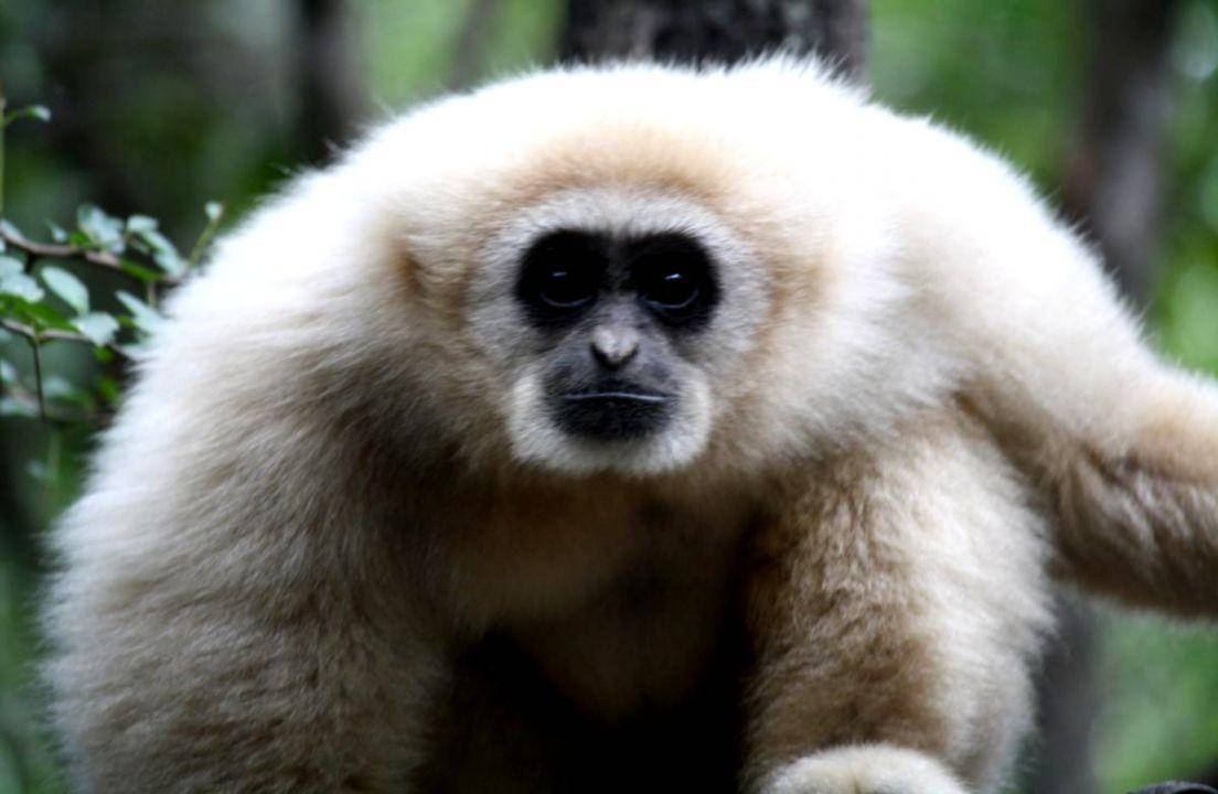 Cute Gibbon Ape Background