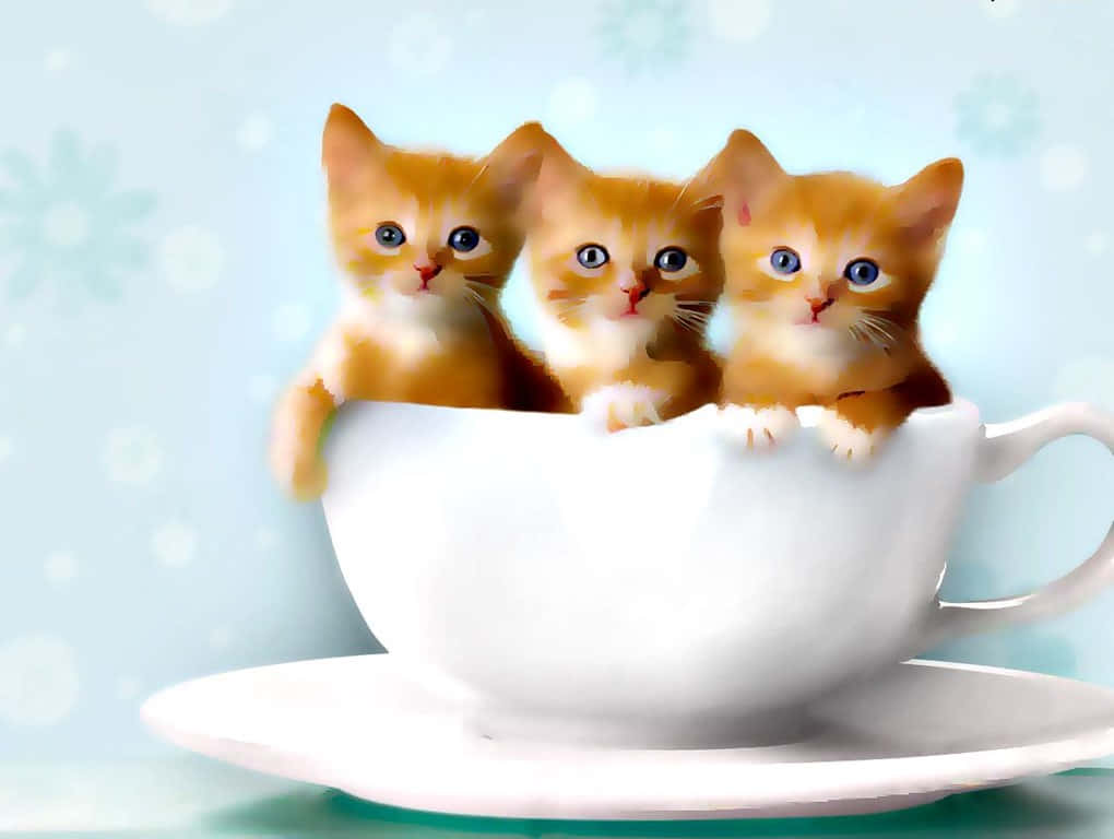 Cute Ginger Kittens Inside Teacup Background