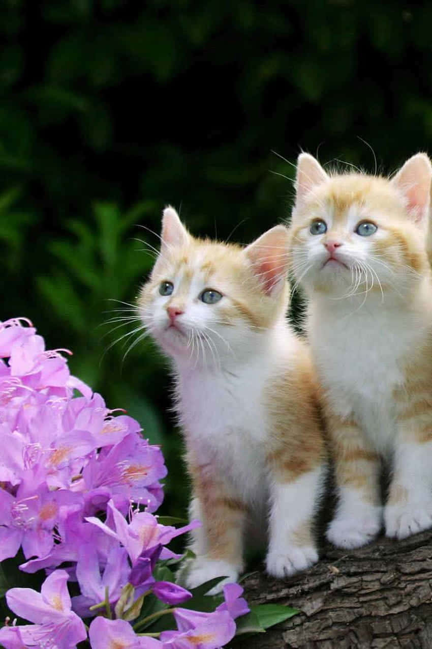 Cute Ginger Kittens On Wooden Log Background