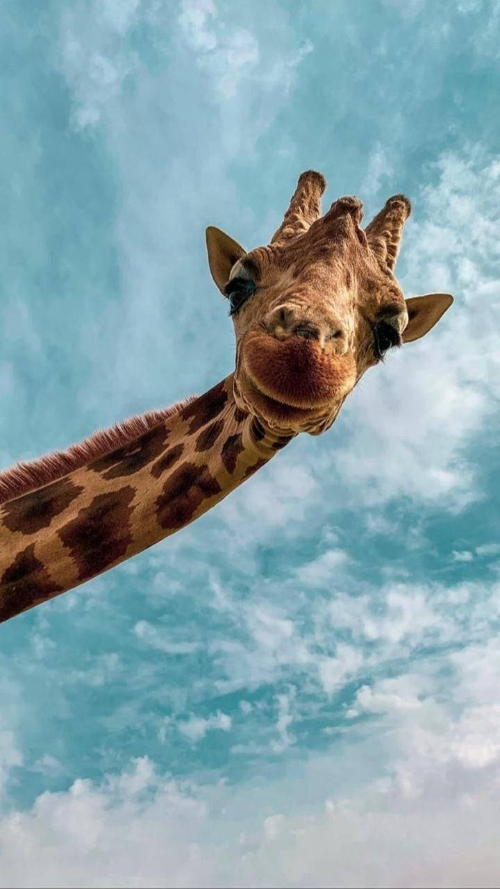 Cute Giraffe Animal Background