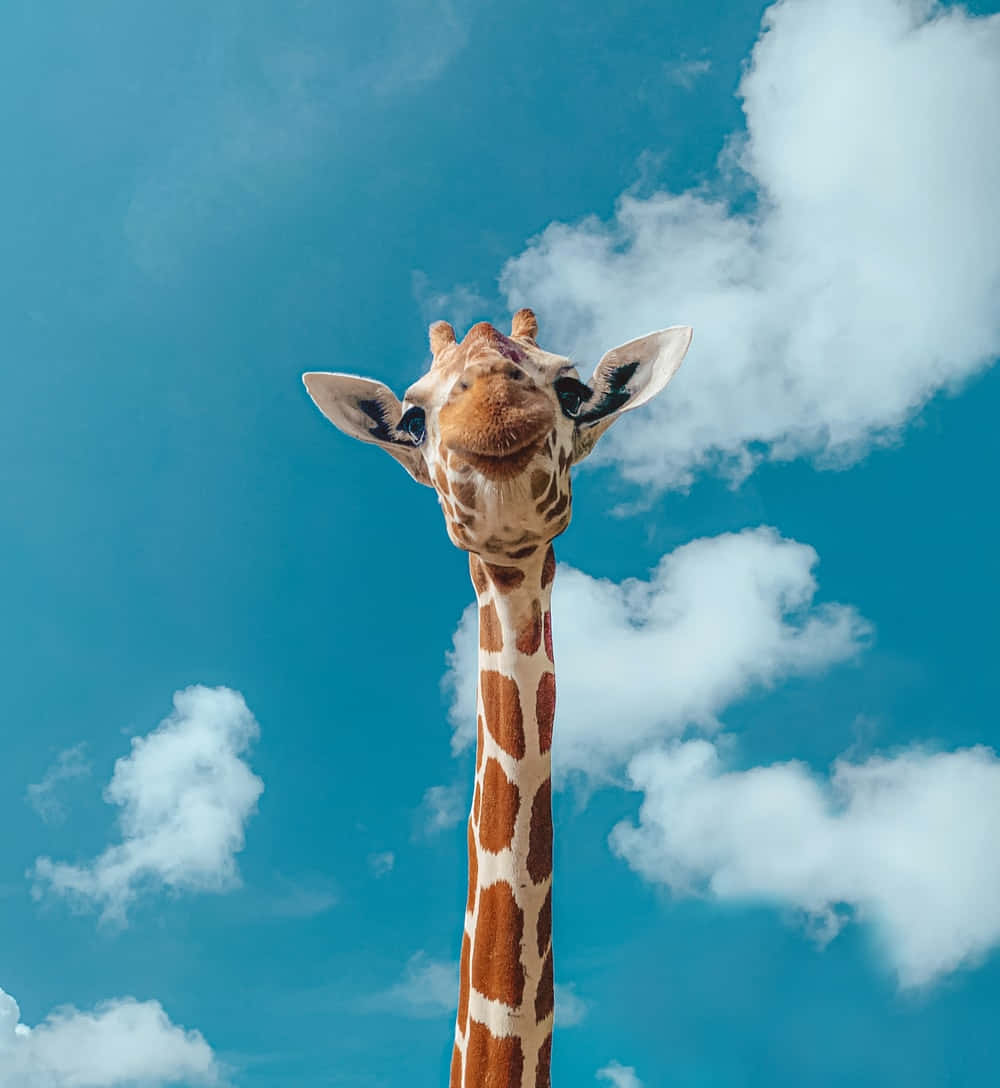 Cute Giraffe Long Neck Front View Background