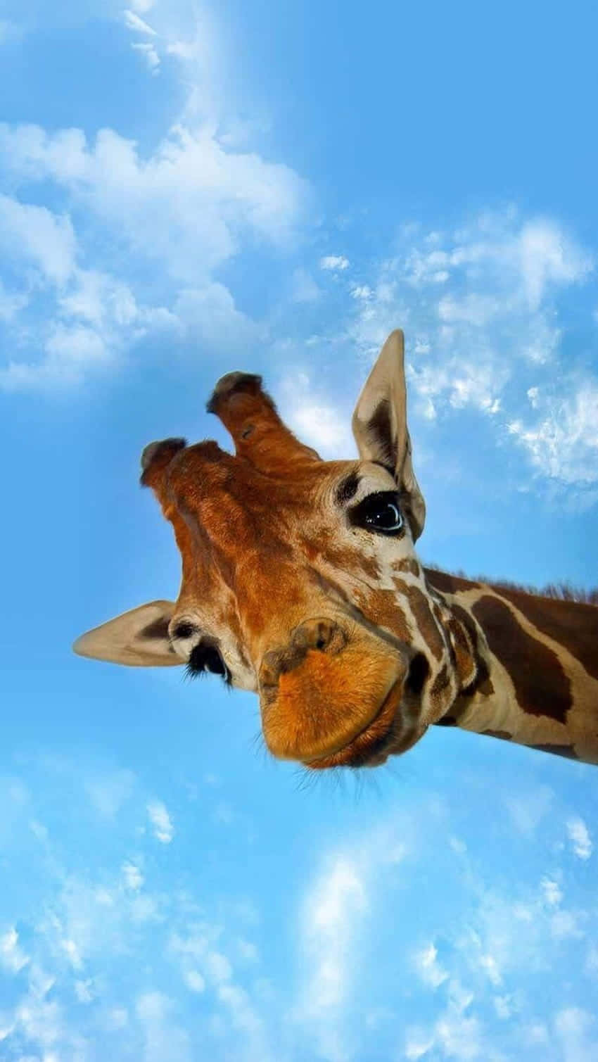 Cute Giraffe Looking Down At The Camera Background