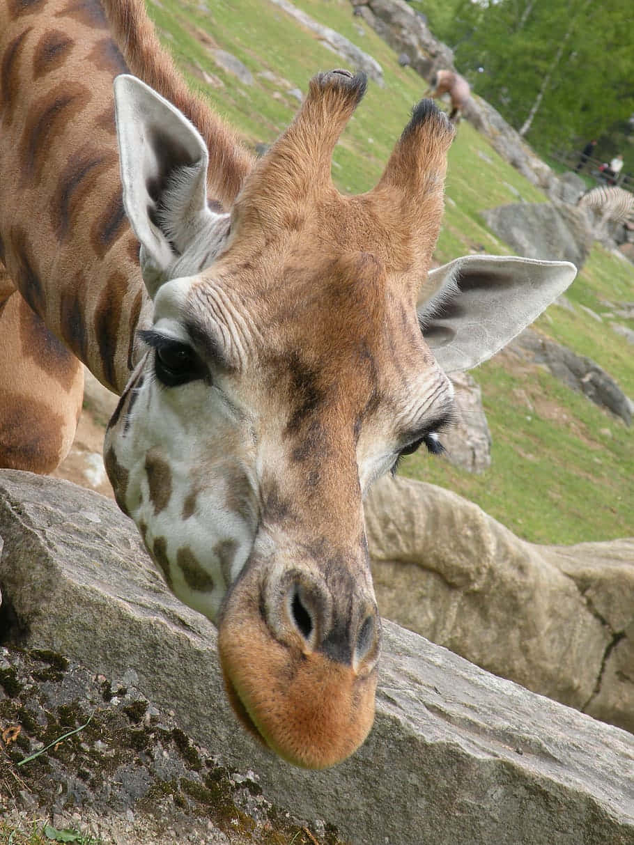 Cute Giraffe Resting Beside Rock Background