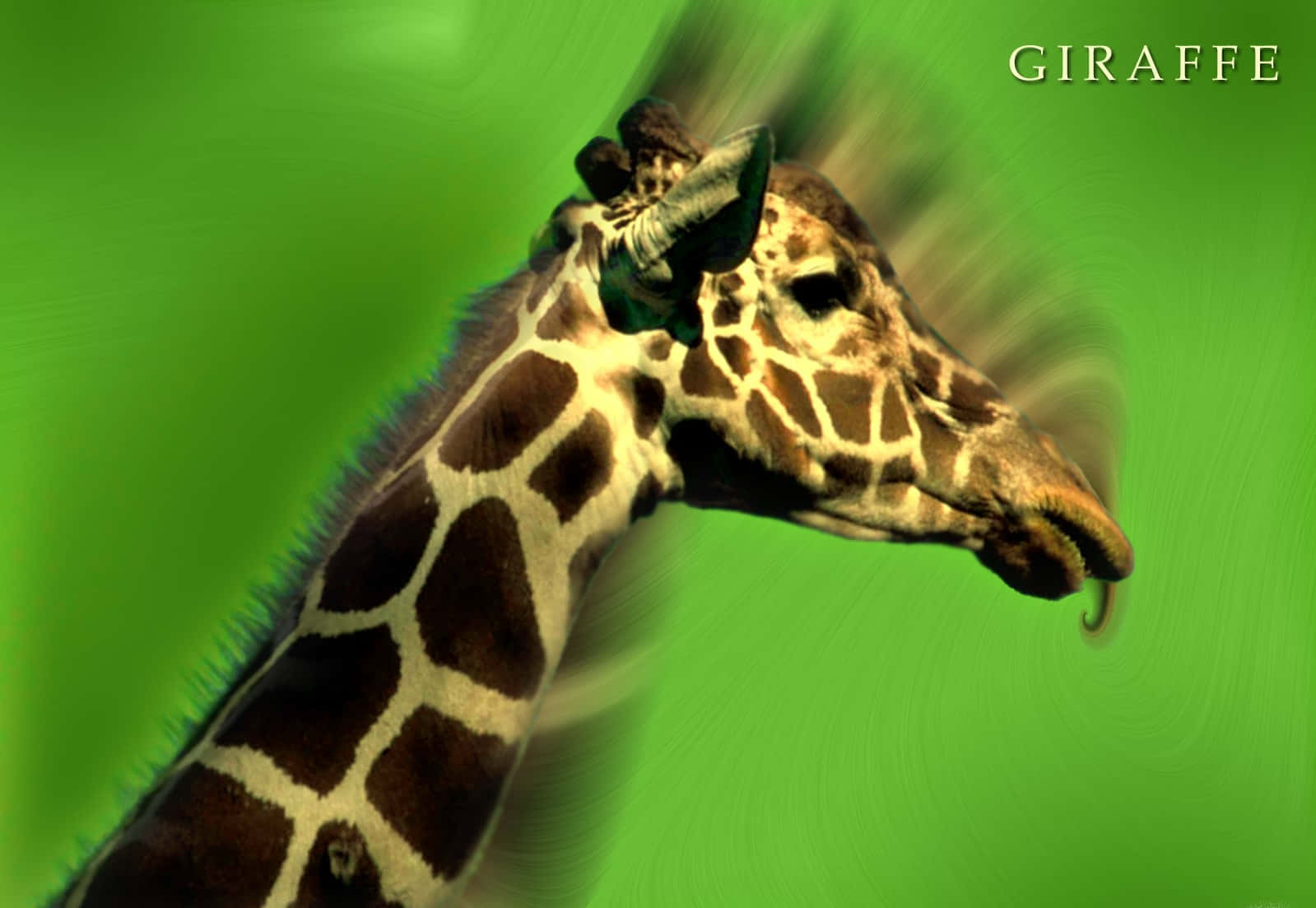 Cute Giraffe With Motion Blurred Shadow Background