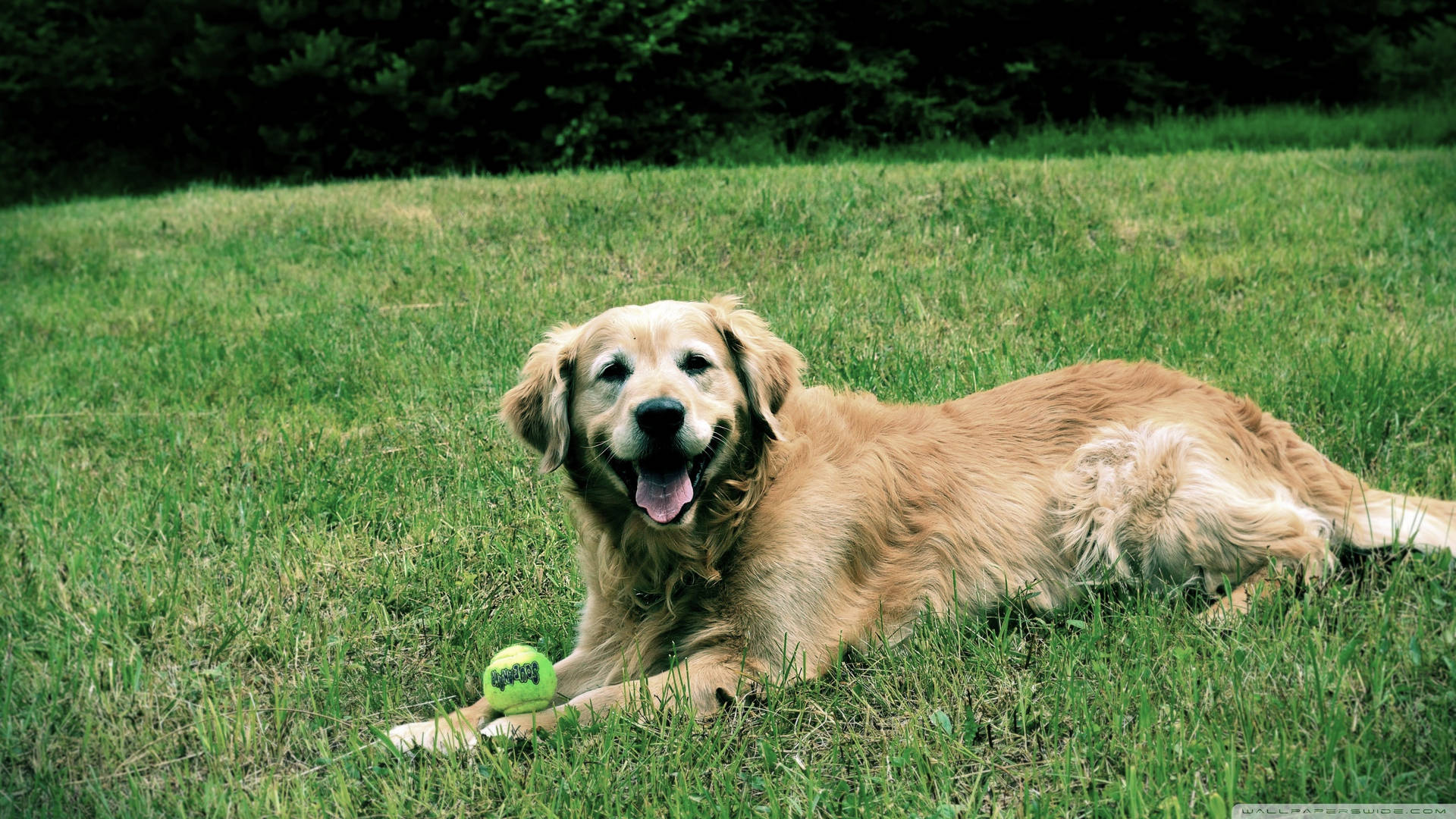 Cute Golden Retriever Dog On Grass Background