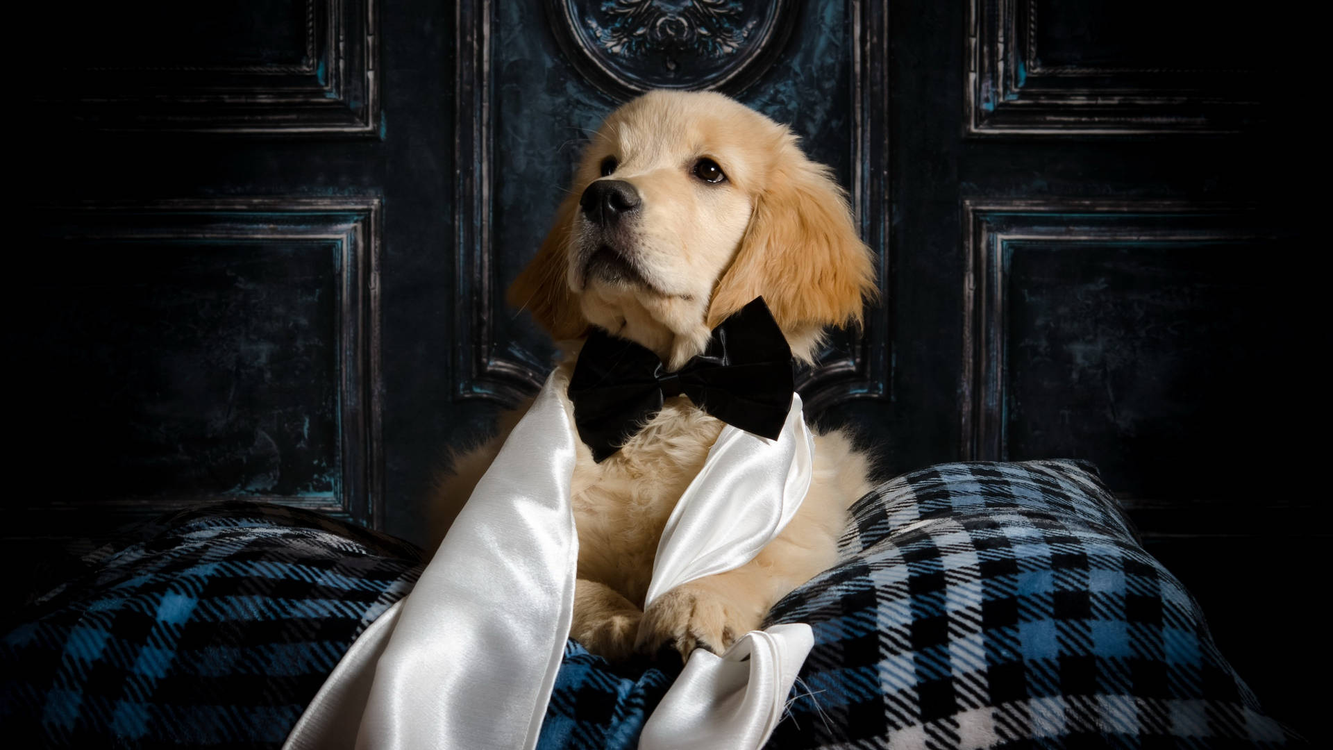 Cute Golden Retriever Dog With Bowtie Background