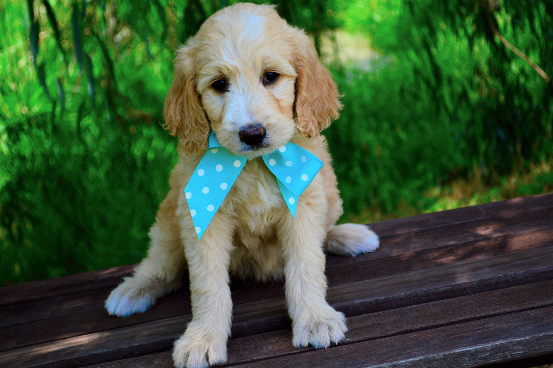 Cute Goldendoodle Puppy With Bow Tie Background