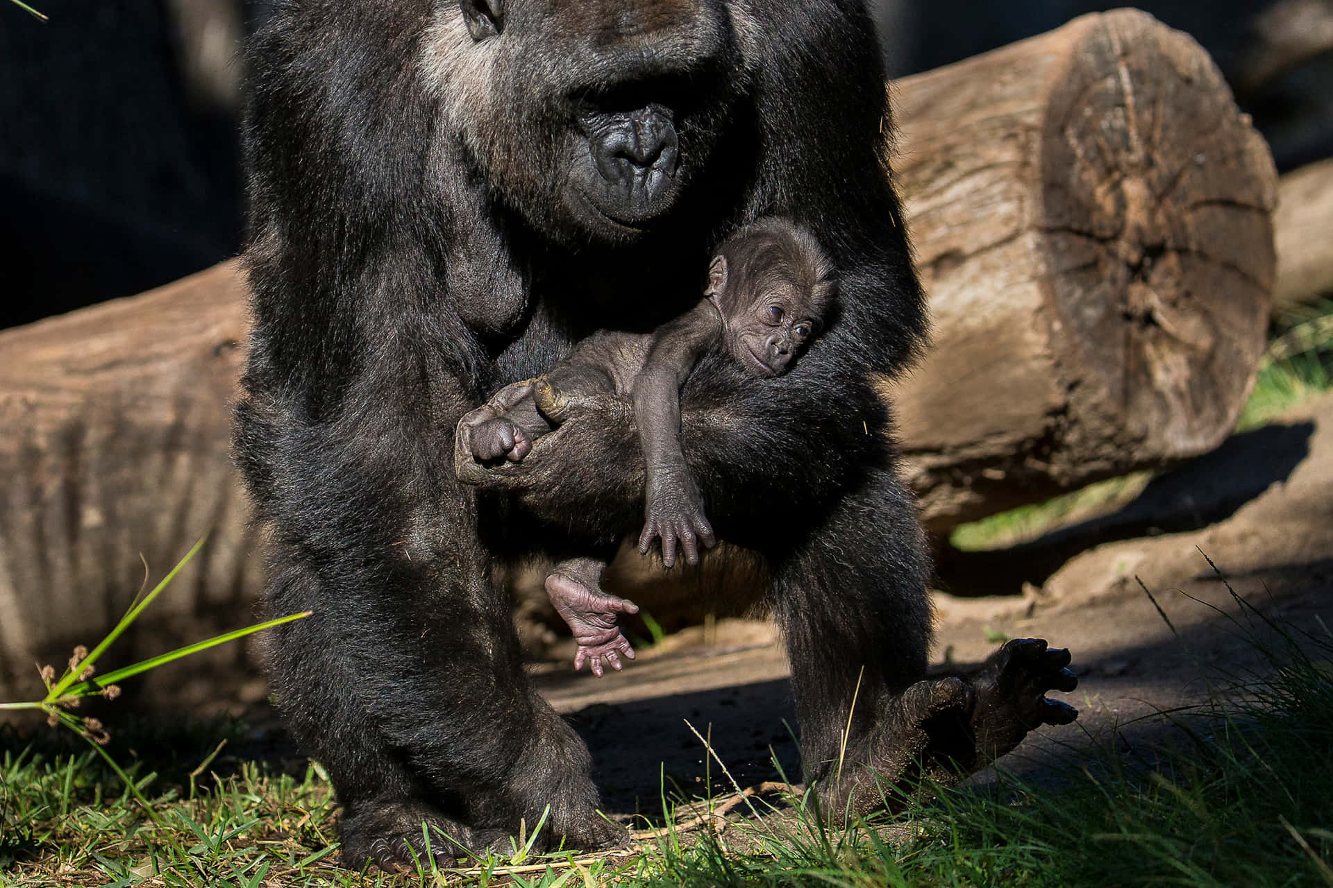 Cute Gorilla Child Holding Background