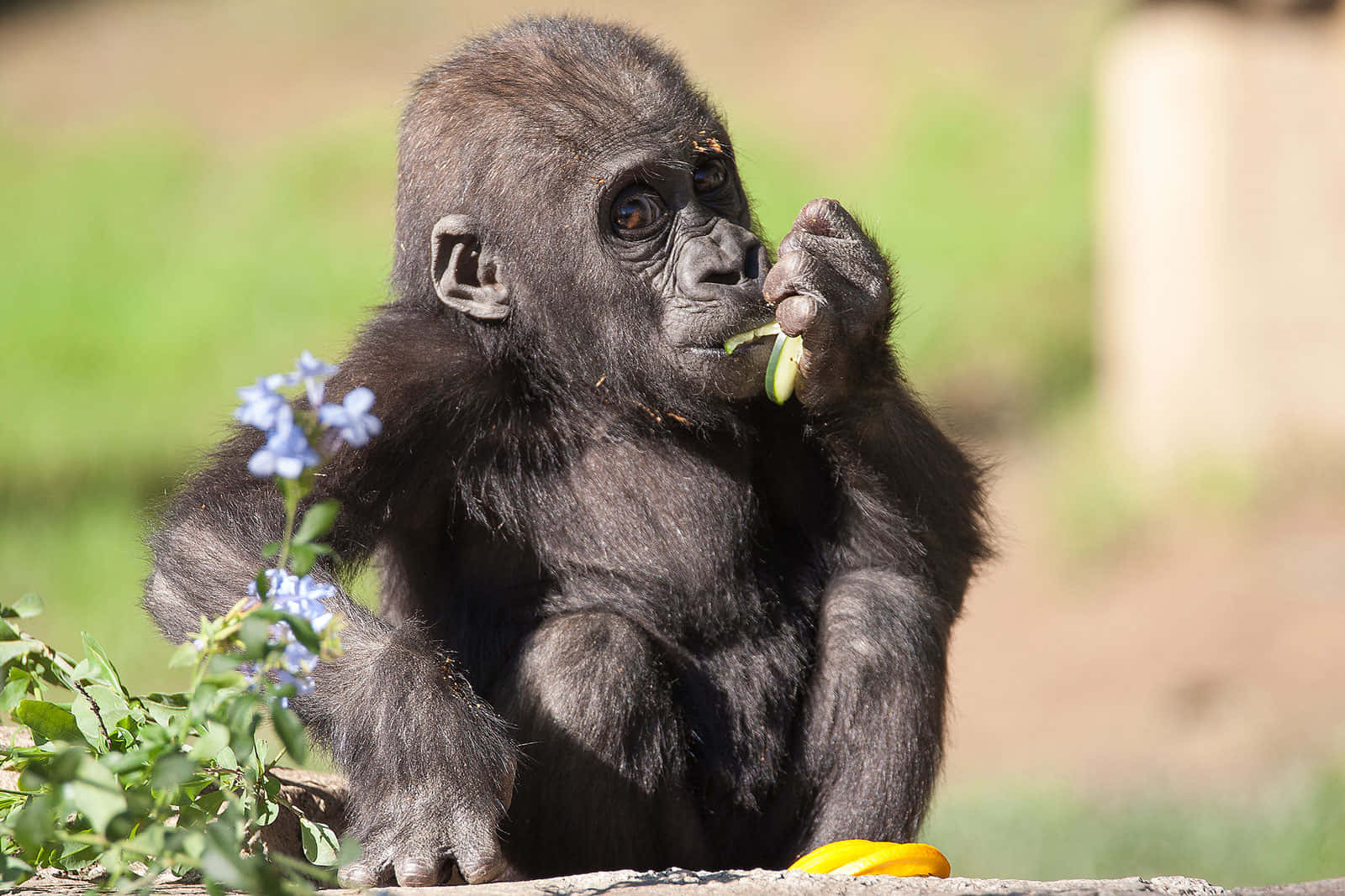 Cute Gorilla Eating Background