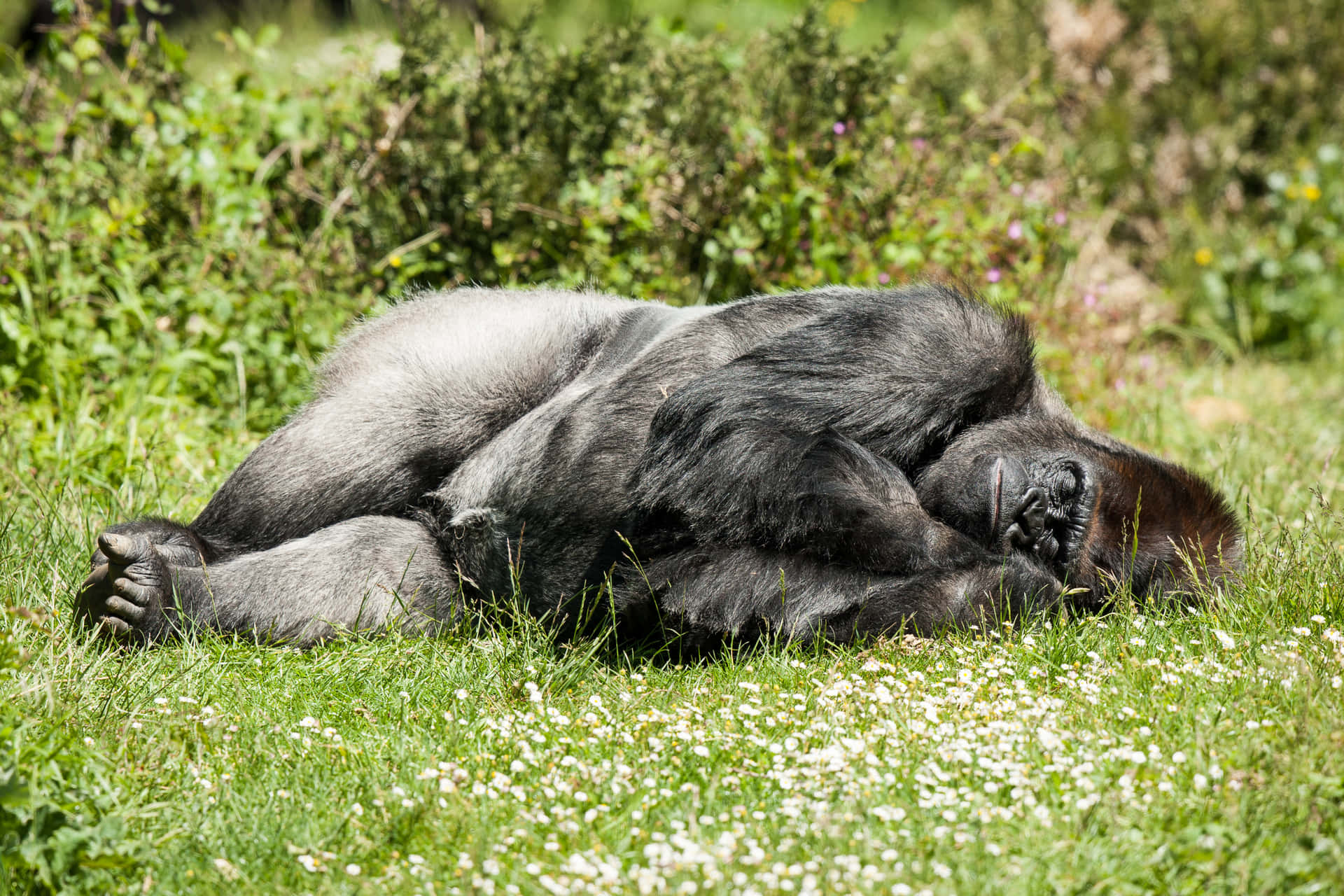 Cute Gorilla Sleeping Background