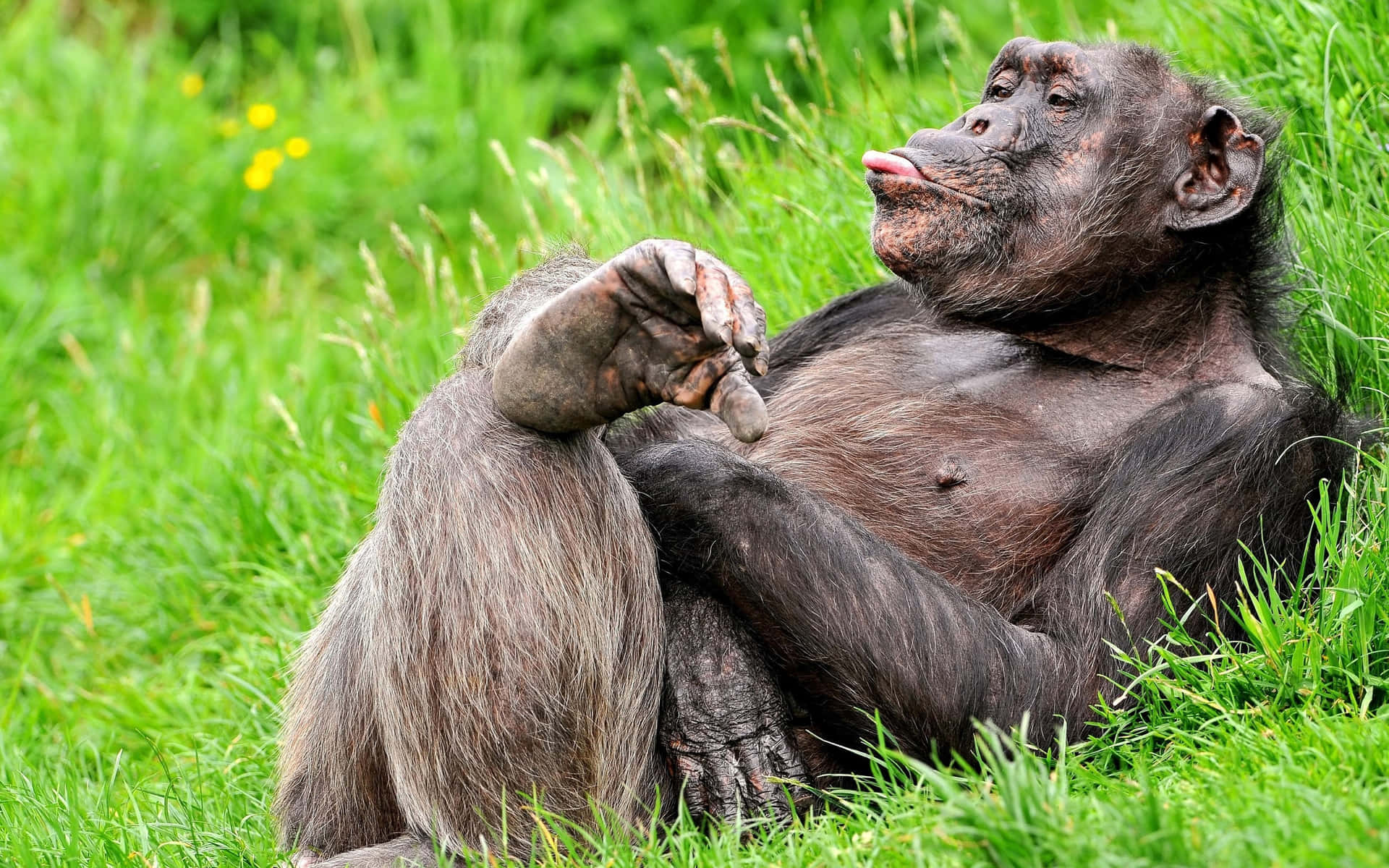 Cute Gorilla Tongue Out Background