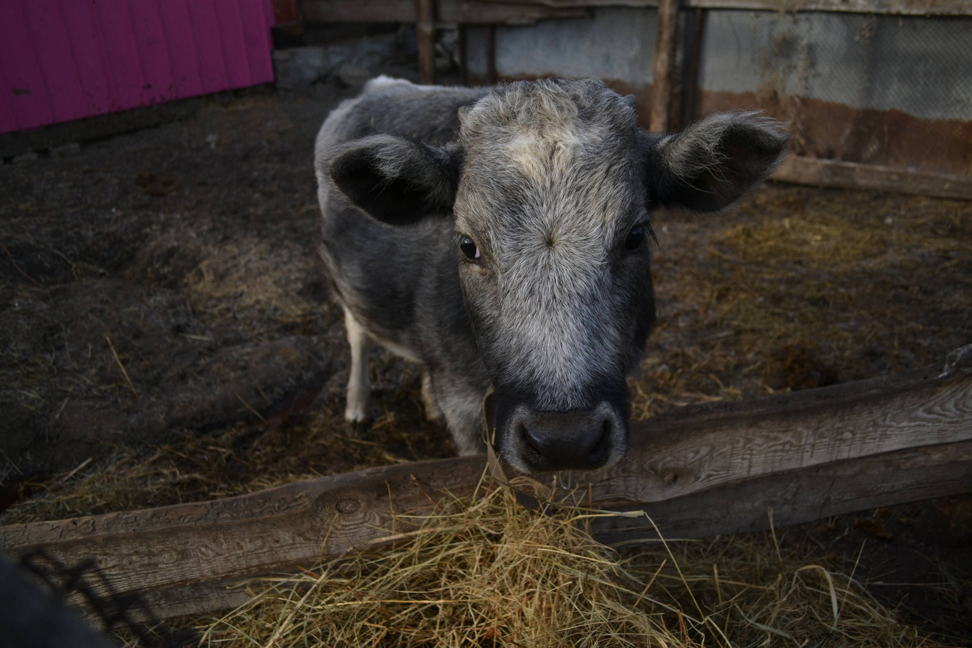 Cute Gray Cow With Nose Ring
