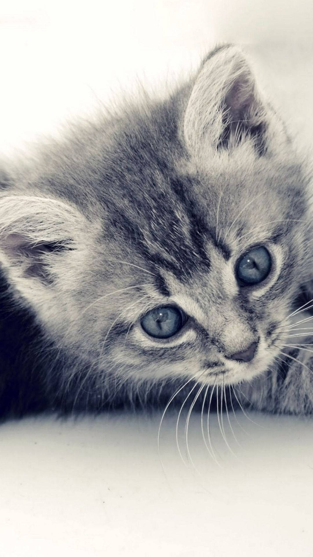 Cute Gray Tabby Cat Iphone