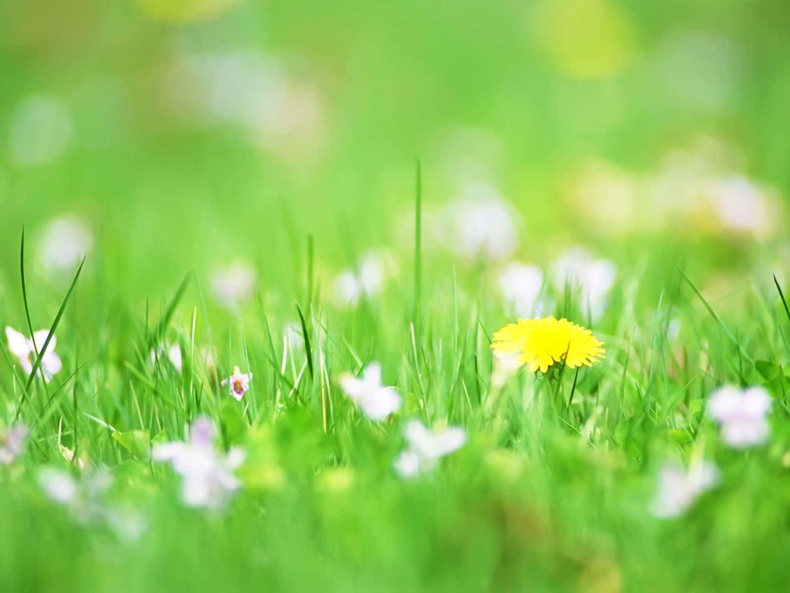 Cute Green Grass With Flowers Background
