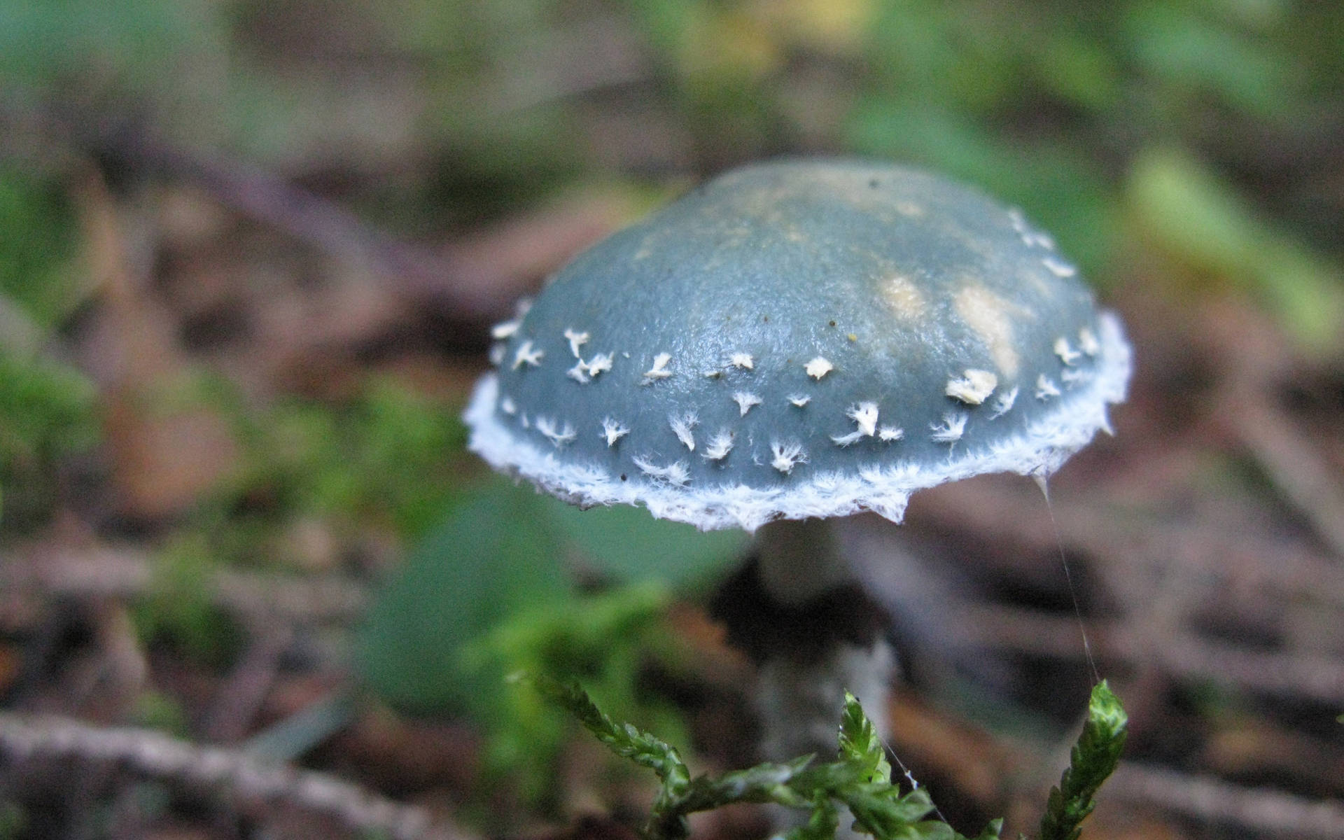 Cute Green Mushroom On Ground Background