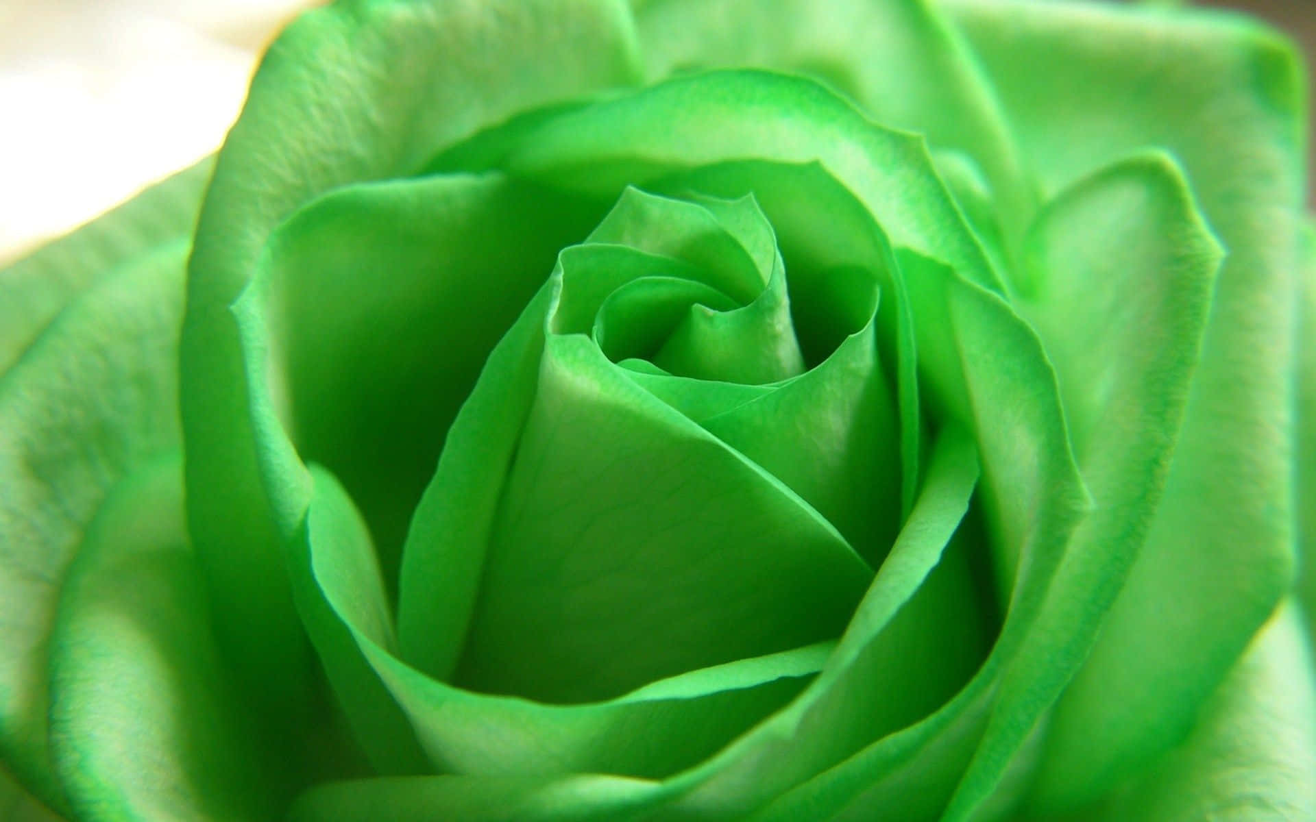 Cute Green Rose Close-up Background