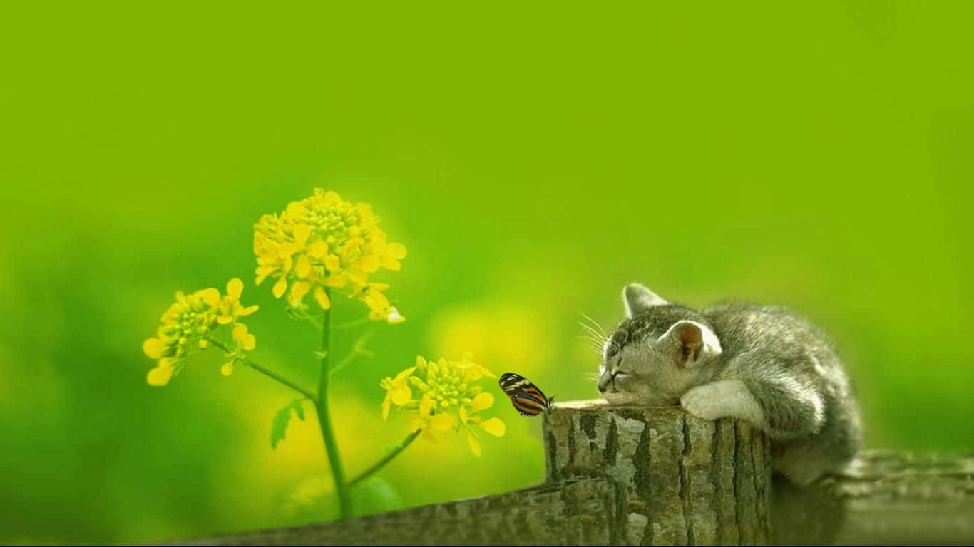 Cute Green Sleeping Cat Background