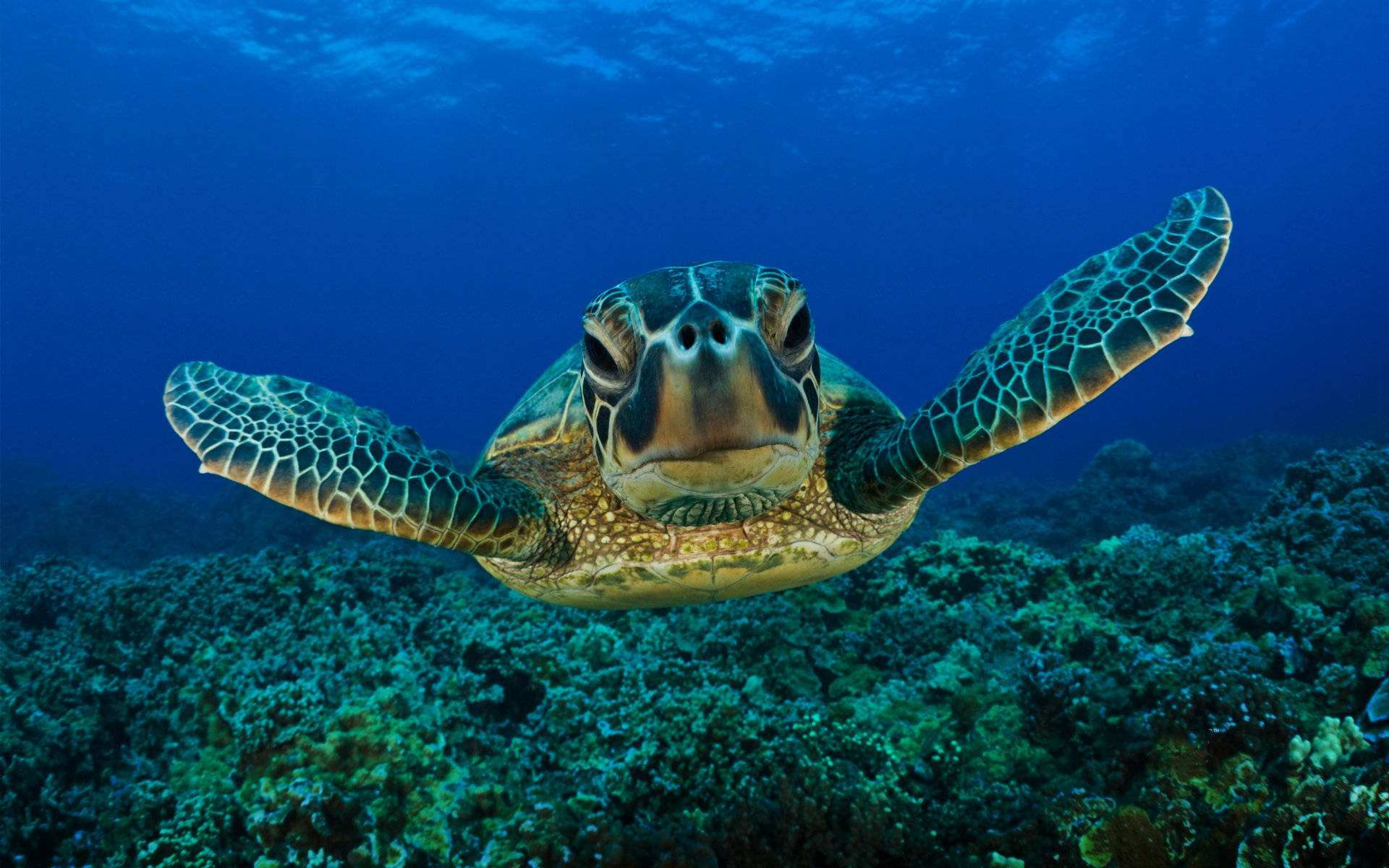 Cute Green Turtle Big Face Background