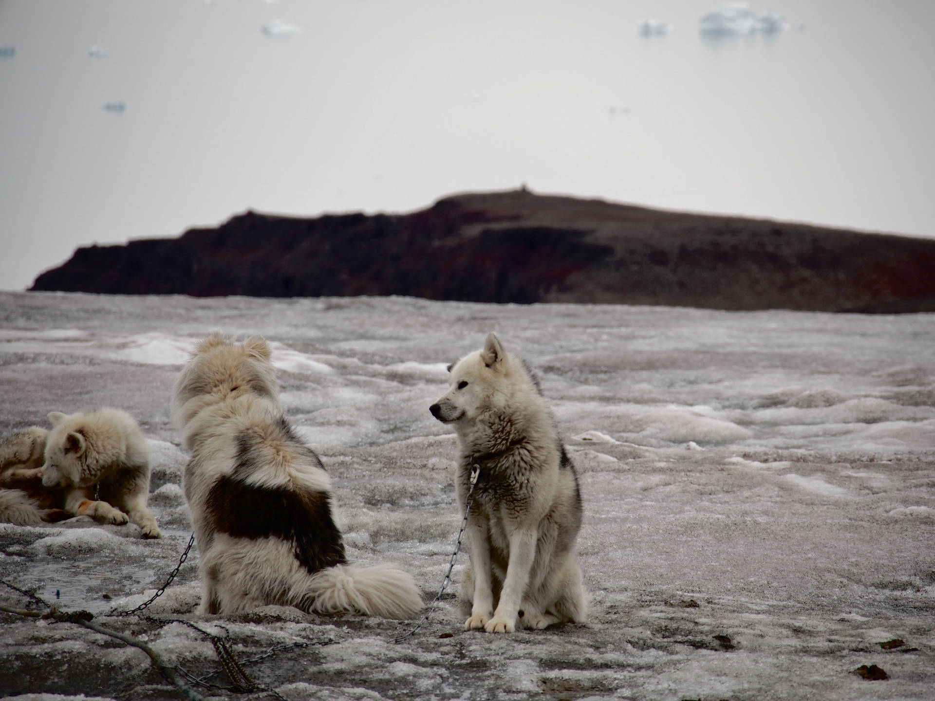 Cute Greenland Dogs Background