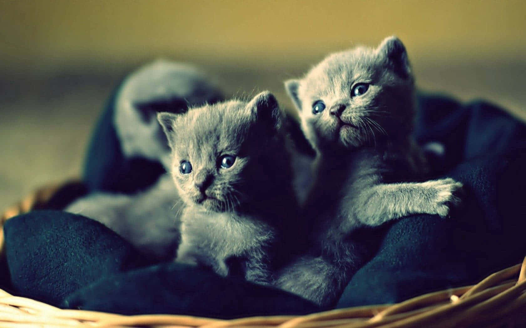 Cute Grey Kittens On Woven Basket Background