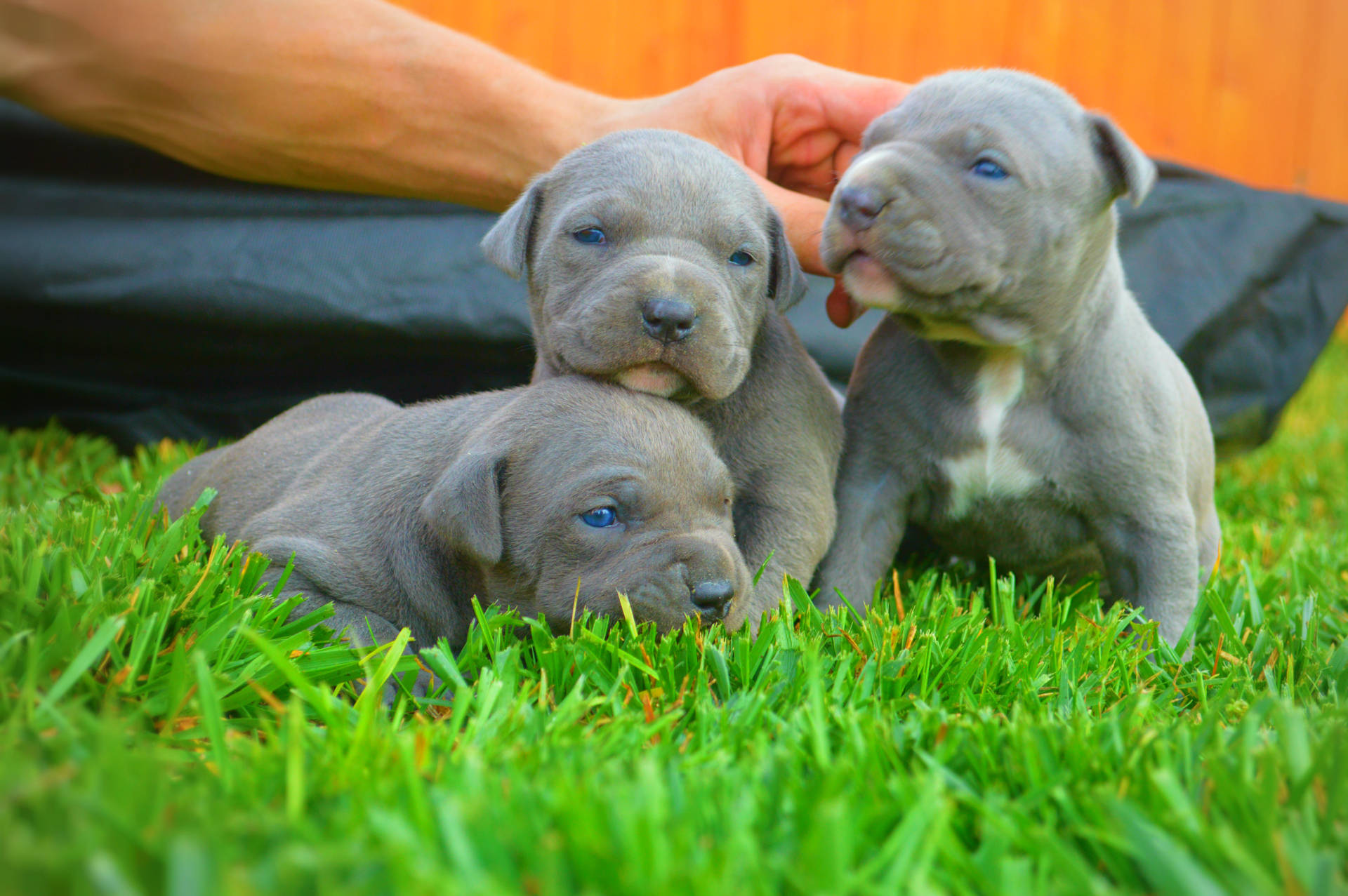 Cute Grey Pitbull Puppies Background