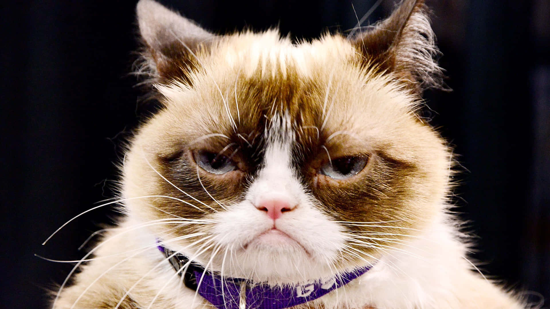 Cute Grumpy Cat Background