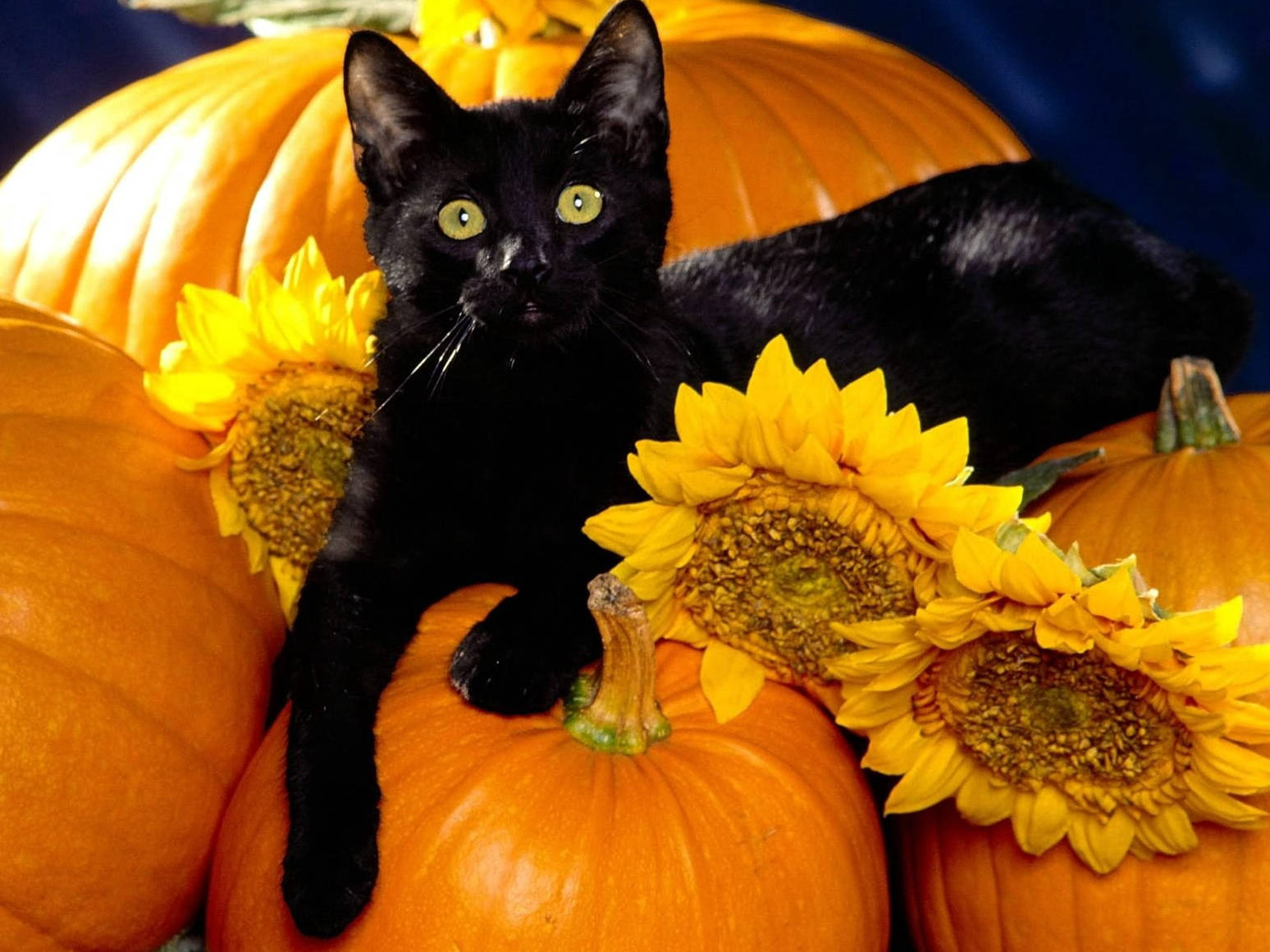 Cute Halloween Black Cat On Pumpkins Background