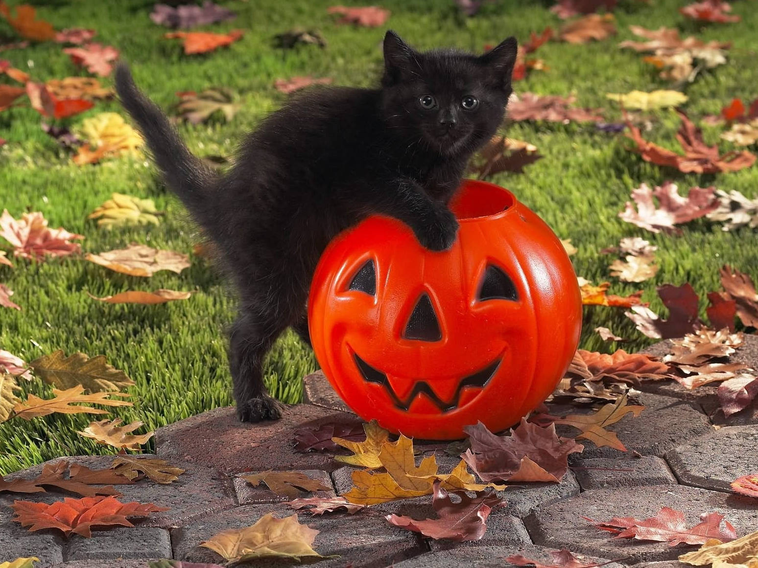 Cute Halloween Kitten On Pumpkin Bucket Background