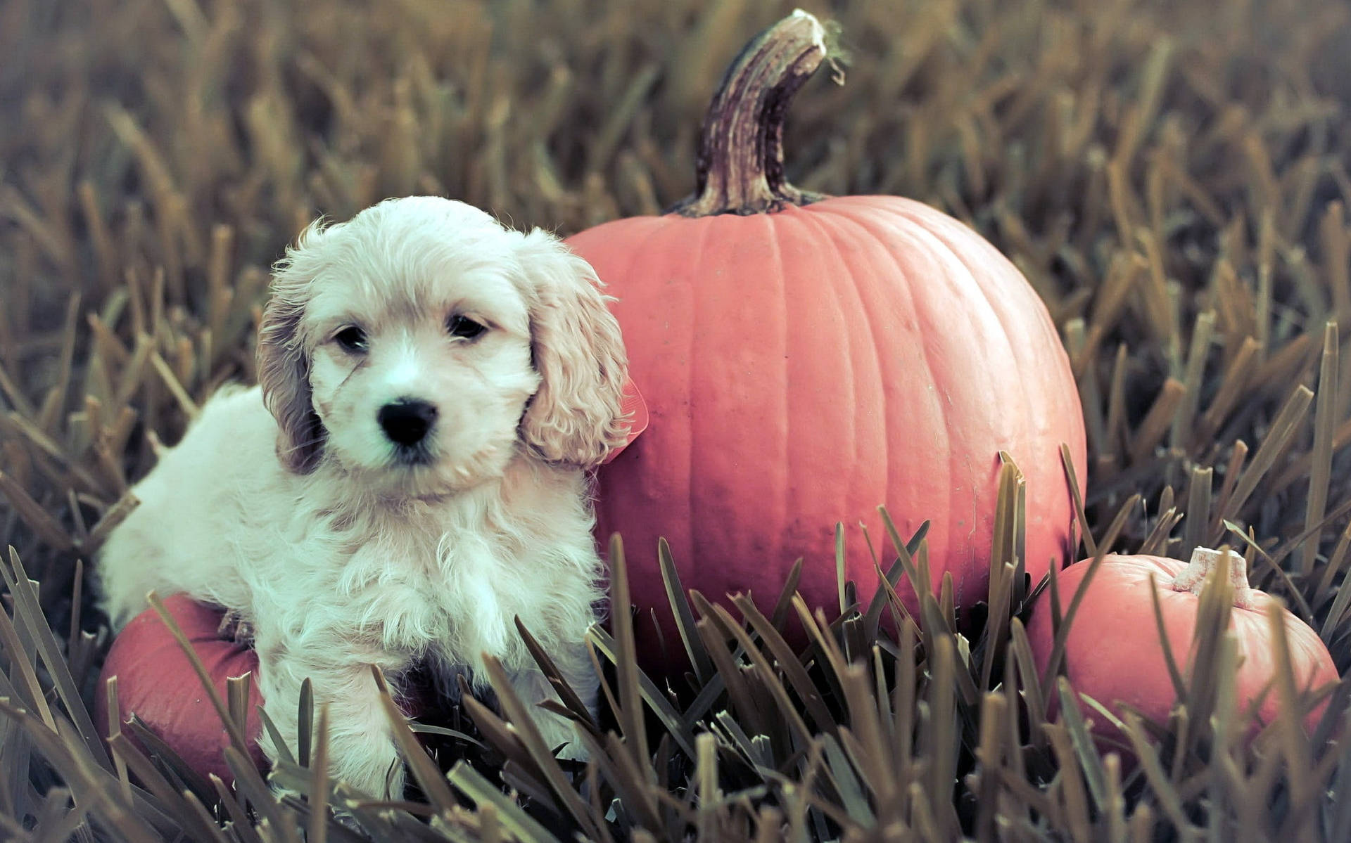 Cute Halloween Pumpkin Near Puppy