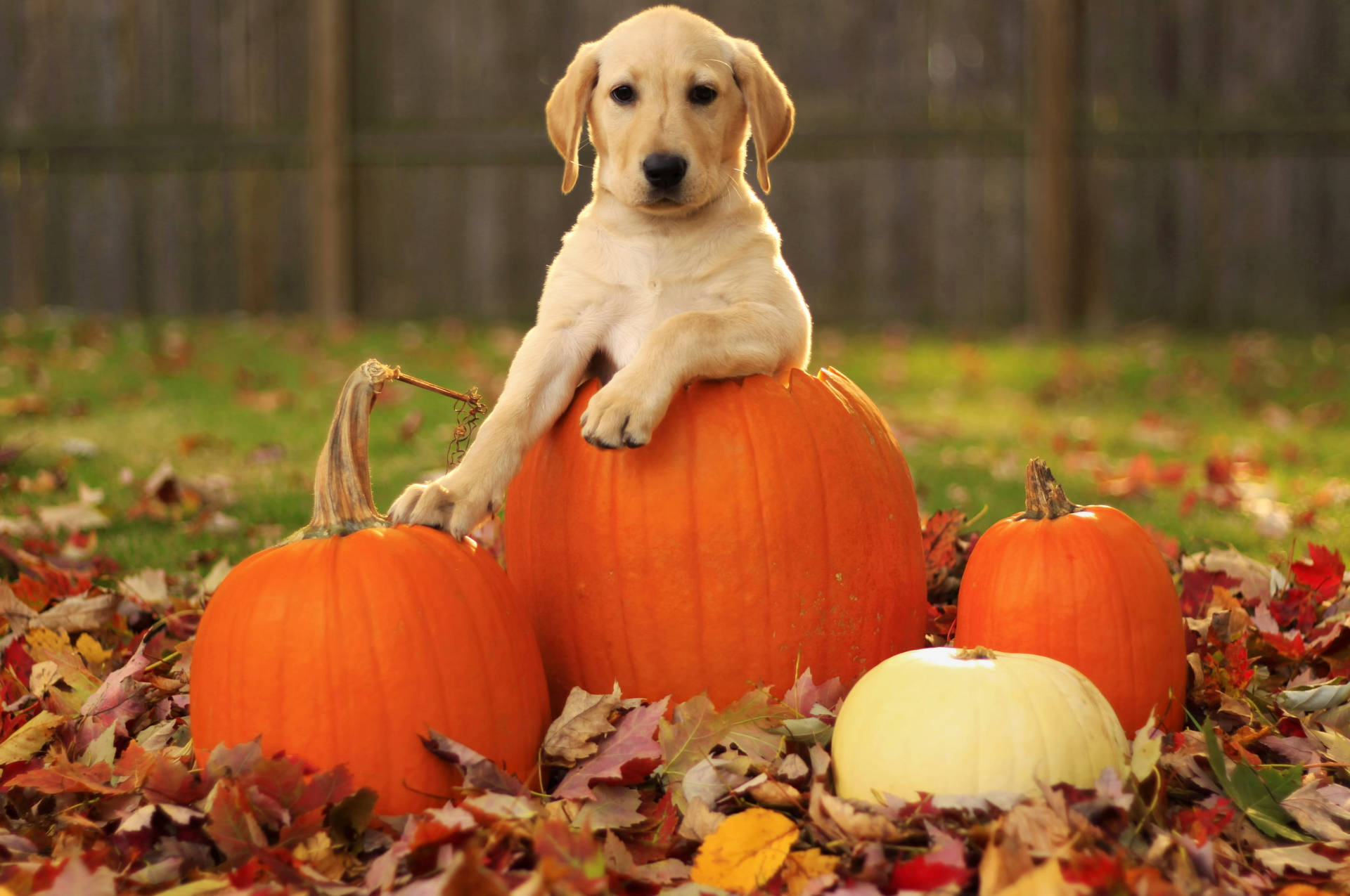 Cute Halloween Puppy In Autumn