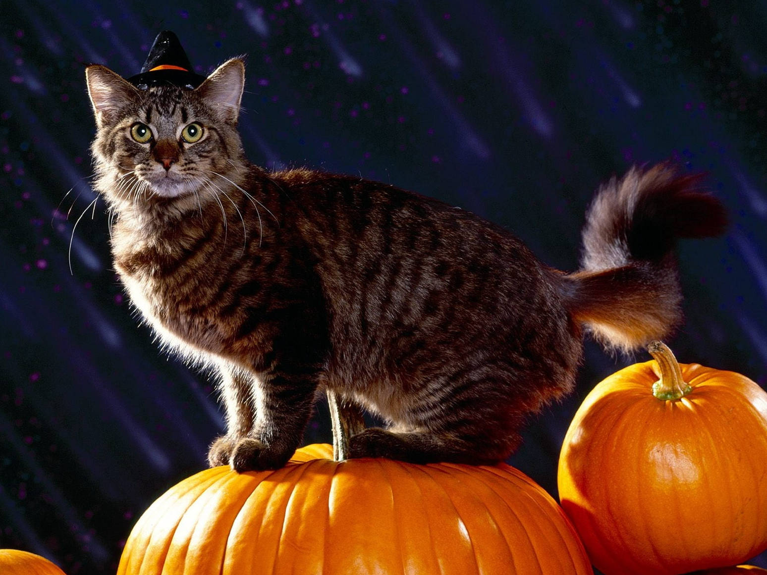 Cute Halloween Tabby Cat Background