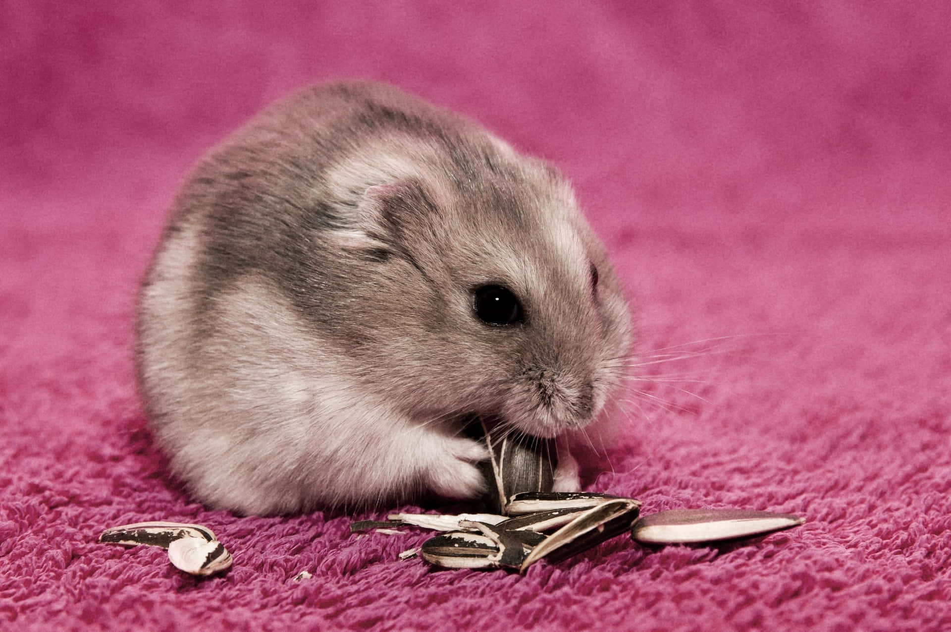 Cute Hamster Curled Up With A Flower Background