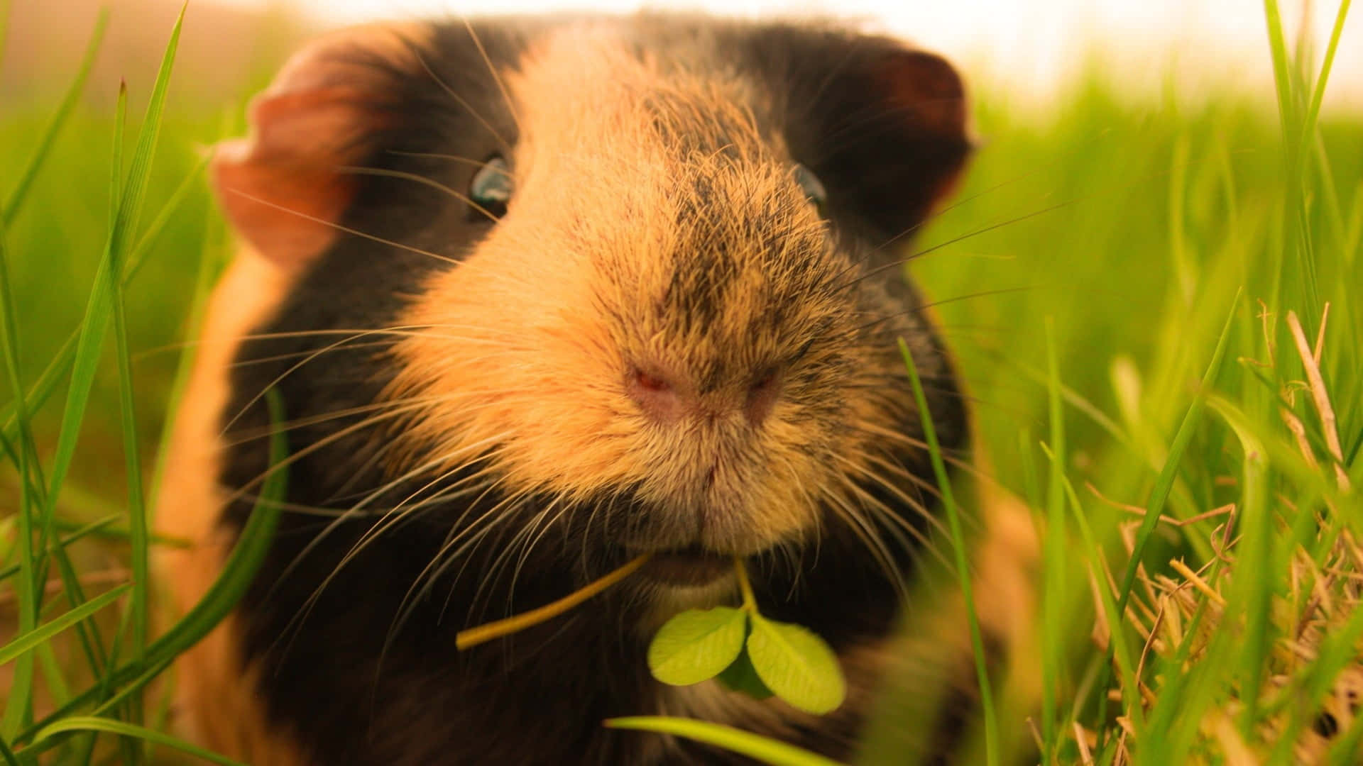 Cute Hamster Napping In Its Cage Background