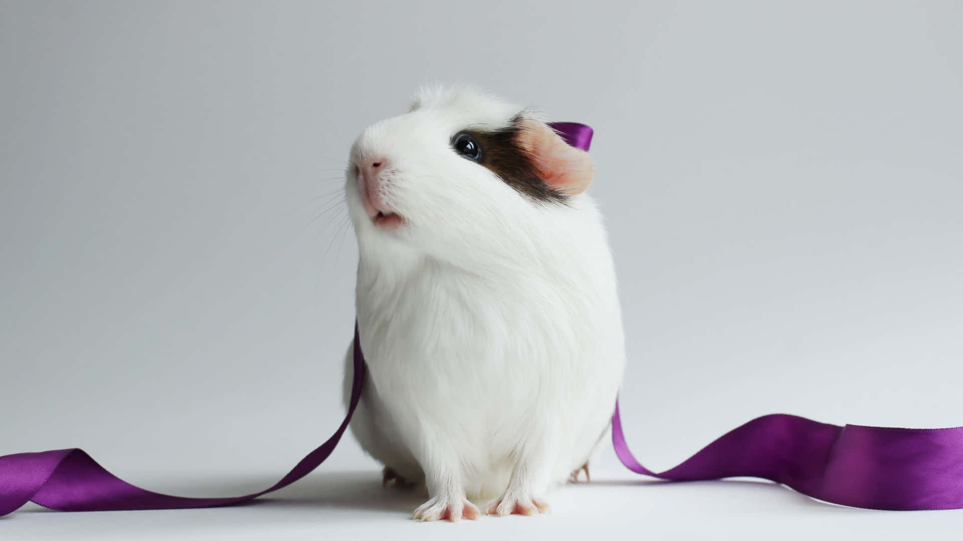 Cute Hamster Purple Ribbon Background