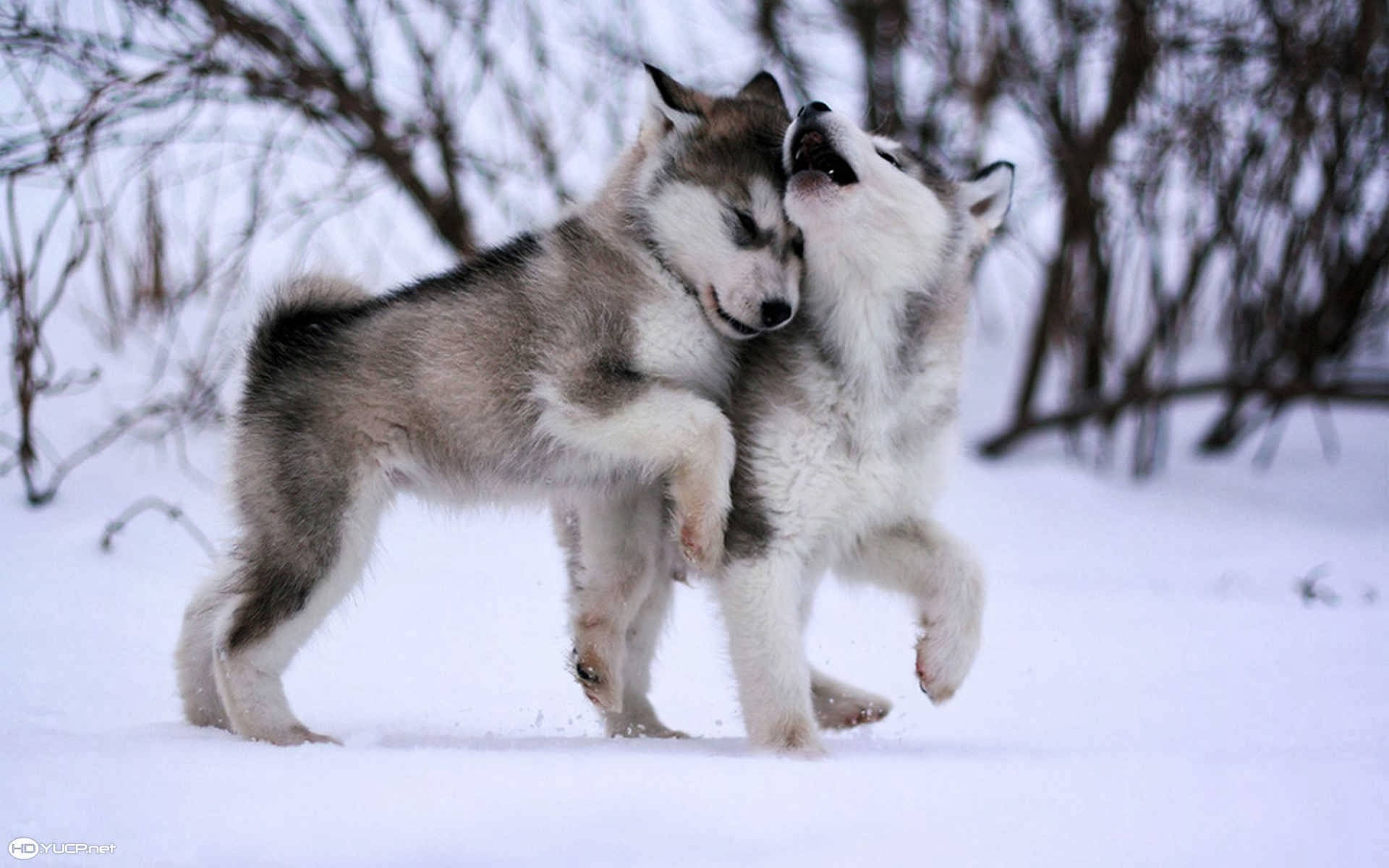 Cute Hd Alaskan Malamute Puppies Background